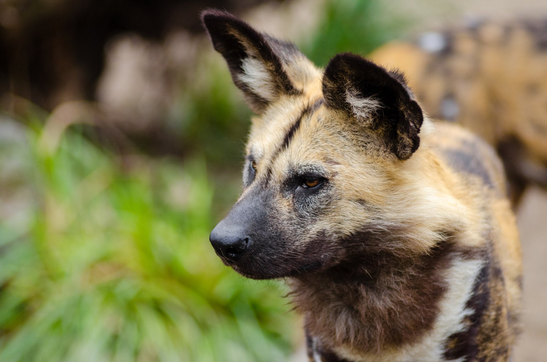 Blur, Wild Dog, African wild dog, Wildlife, Animal, 1080P, Muzzle, HD Wallpaper
