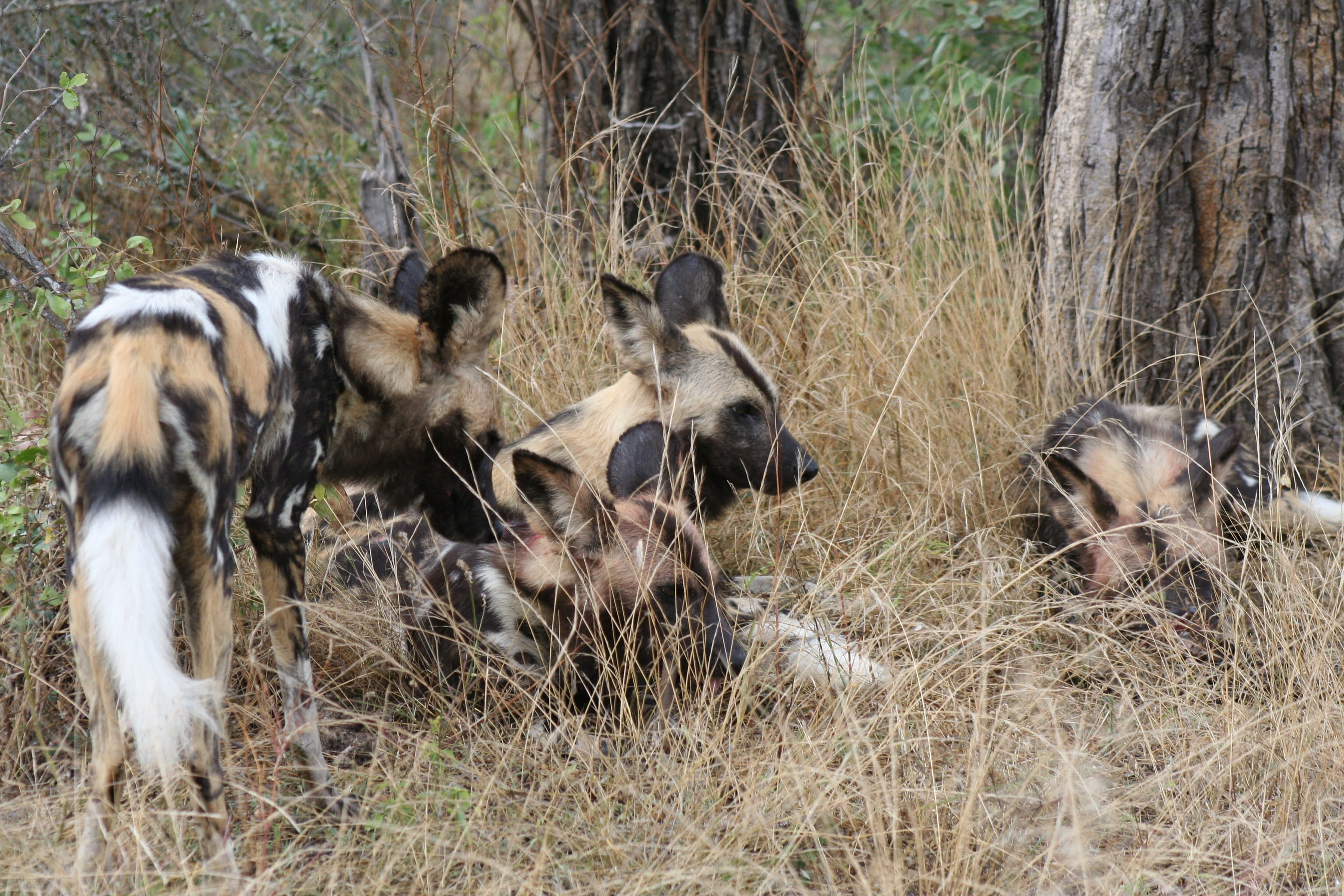 animal themes, medium group of animals, group of animals, outdoors, mammal, animals in the wild, vertebrate, livestock, animal family, plant, african wild dog, HD Wallpaper