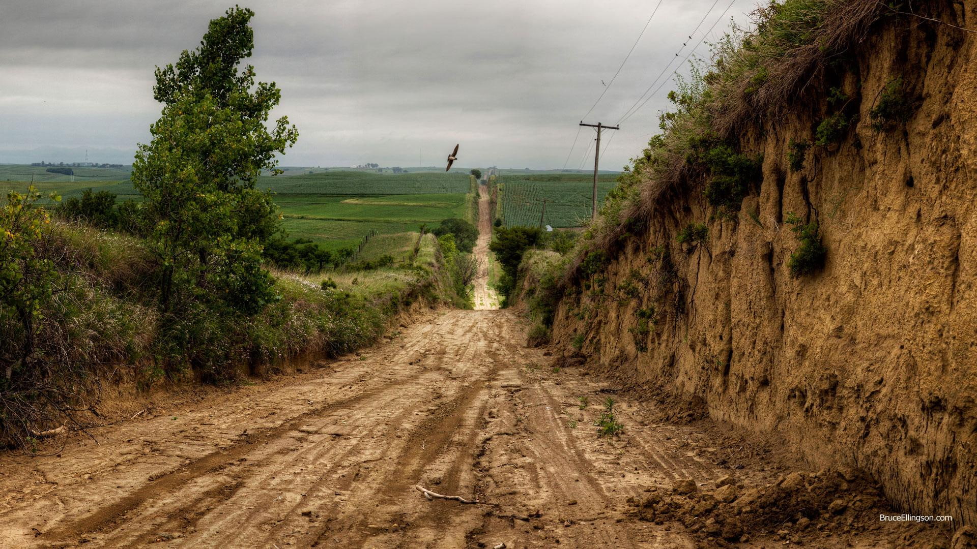 carved, cultivated, bird, road, 1080P, fields, tree, nature and landscapes, HD Wallpaper