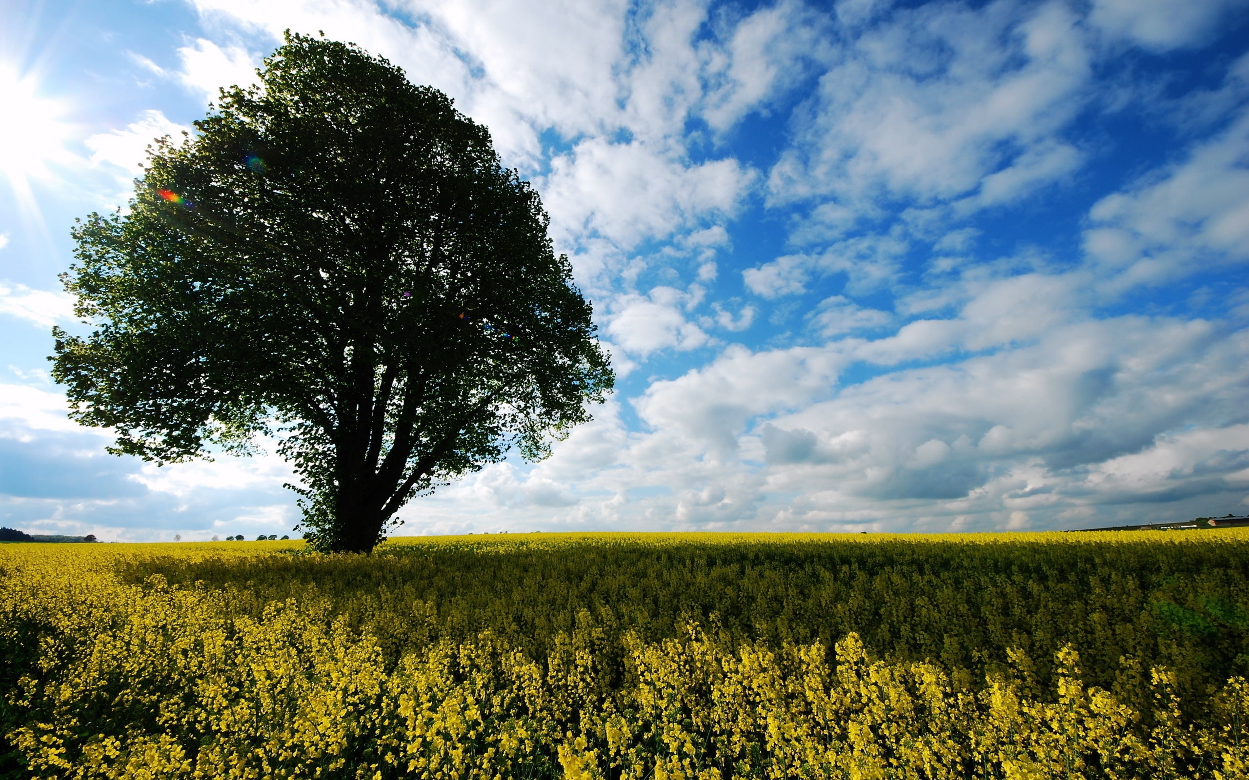 field, alone, 2K, wind, windswept, tree, HD Wallpaper