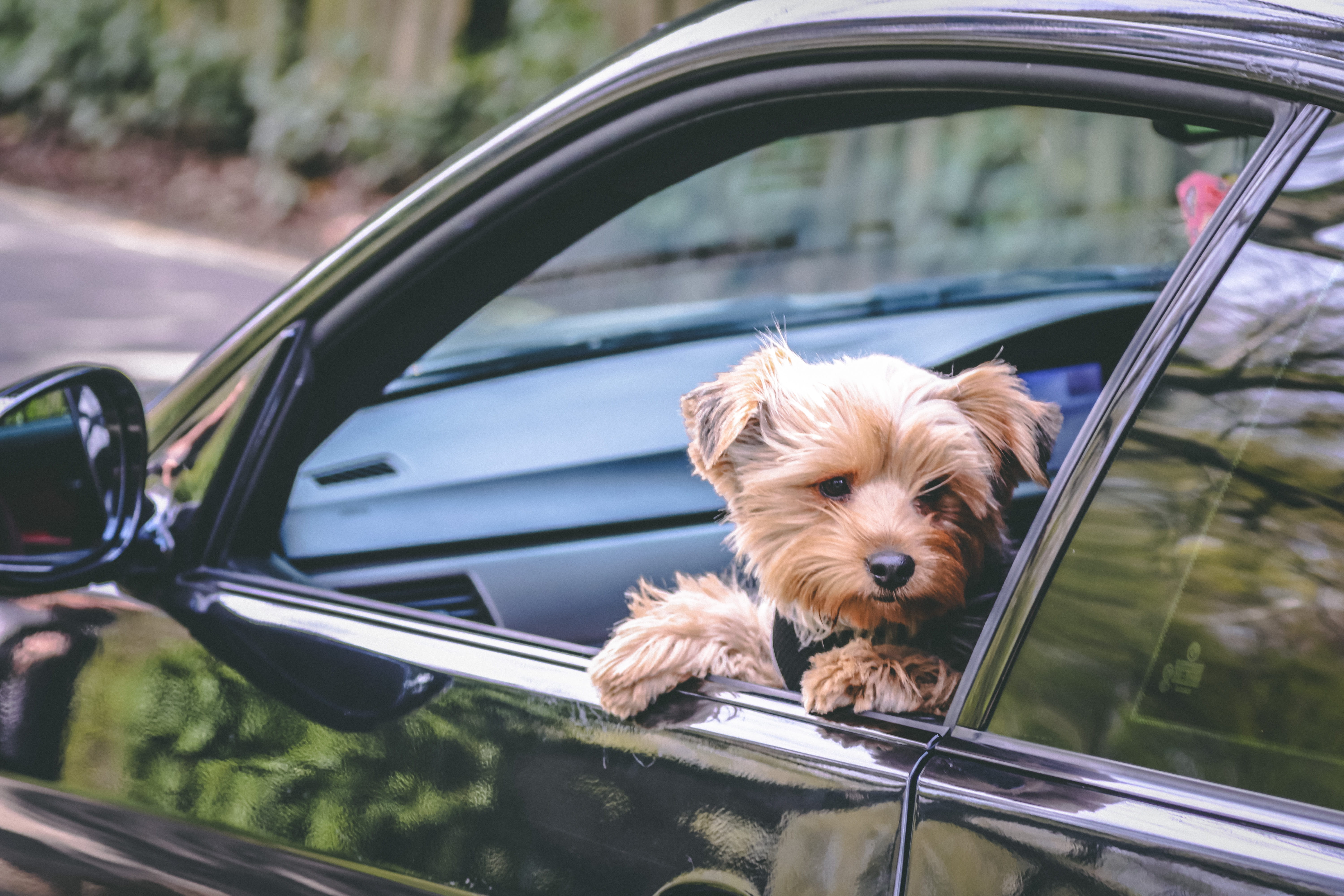 machine, window, pets, yorkshire terrier, vehicle, motor vehicle, tire, mammal, land vehicle, automobile, spoke, day, animal head, canine, mode of transportation, HD Wallpaper