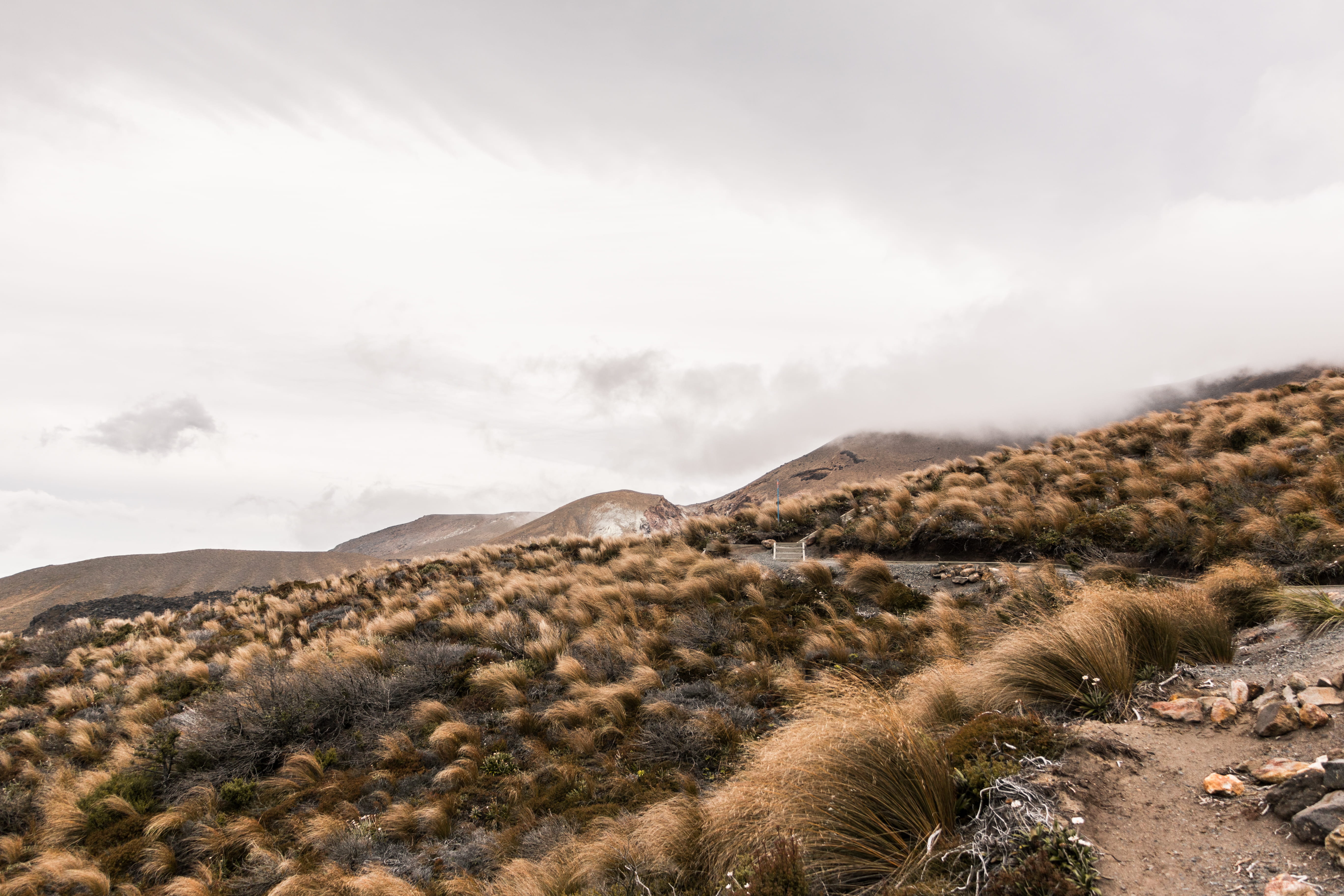 walk, tree, cloud - sky, air, wind, art, land, grass, cloud, nature, hill, beauty in nature, environment, newzealand, sky, desert, non-urban scene, day, HD Wallpaper