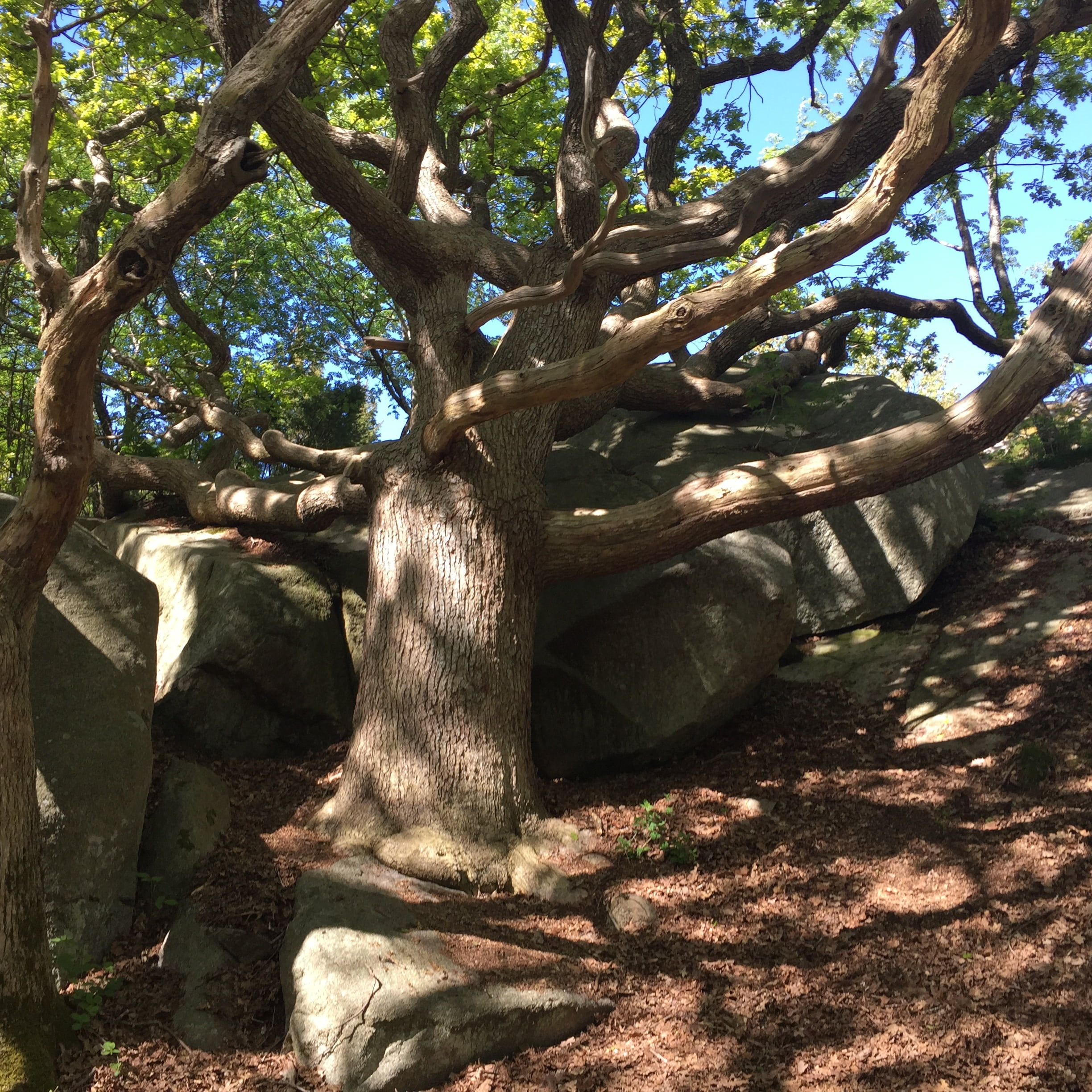 land, day, tranquil scene, sky, summer, windswept, tree trunk, sunlight, growth, branch, plant, shadow, forest, environment, oak, park, 1080P, no people, Phone HD Wallpaper