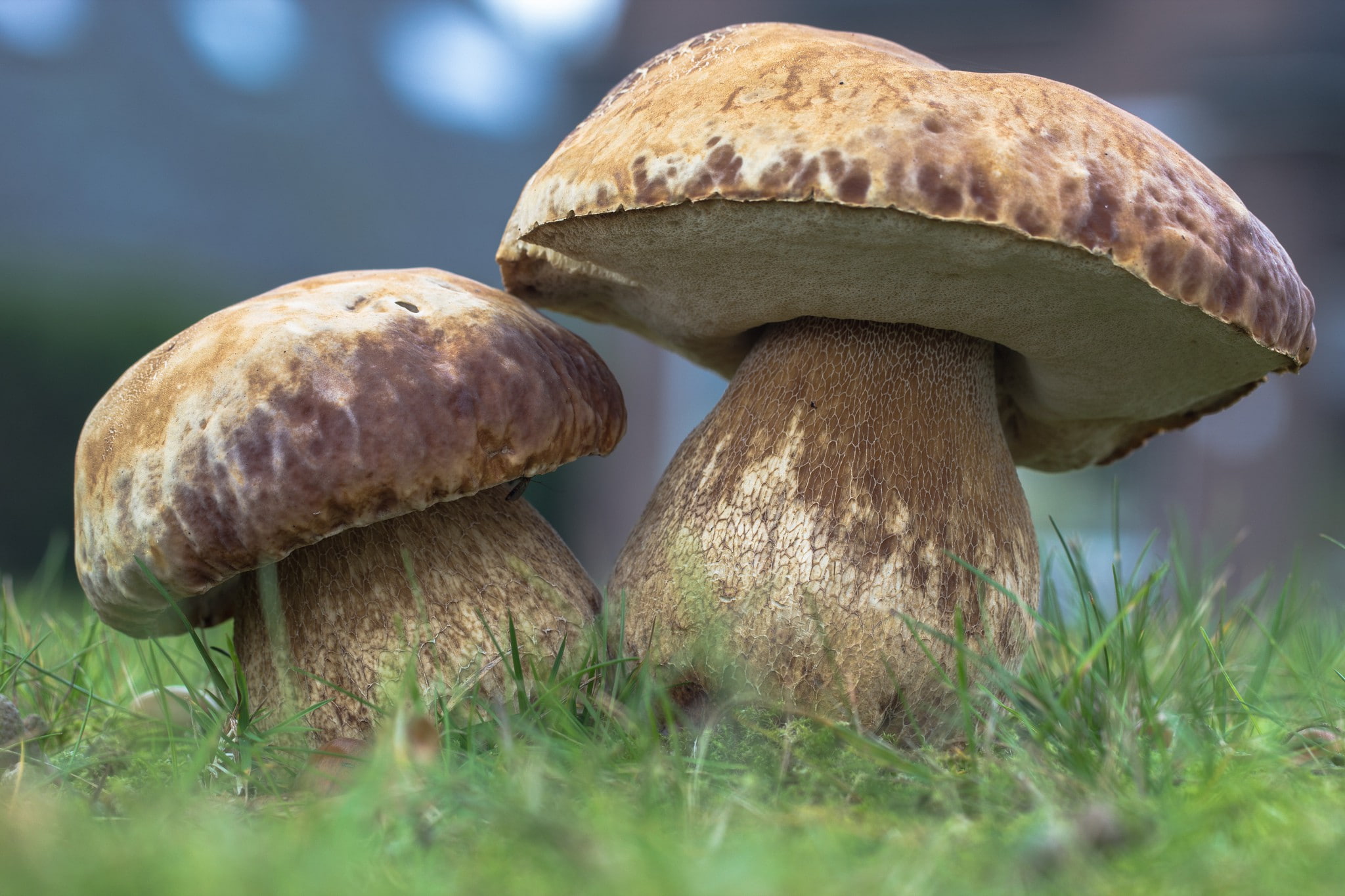 fungus, Nature, white, brown, white fungus, mushrooms, Autumn, two, 1080P, forest, grass, HD Wallpaper