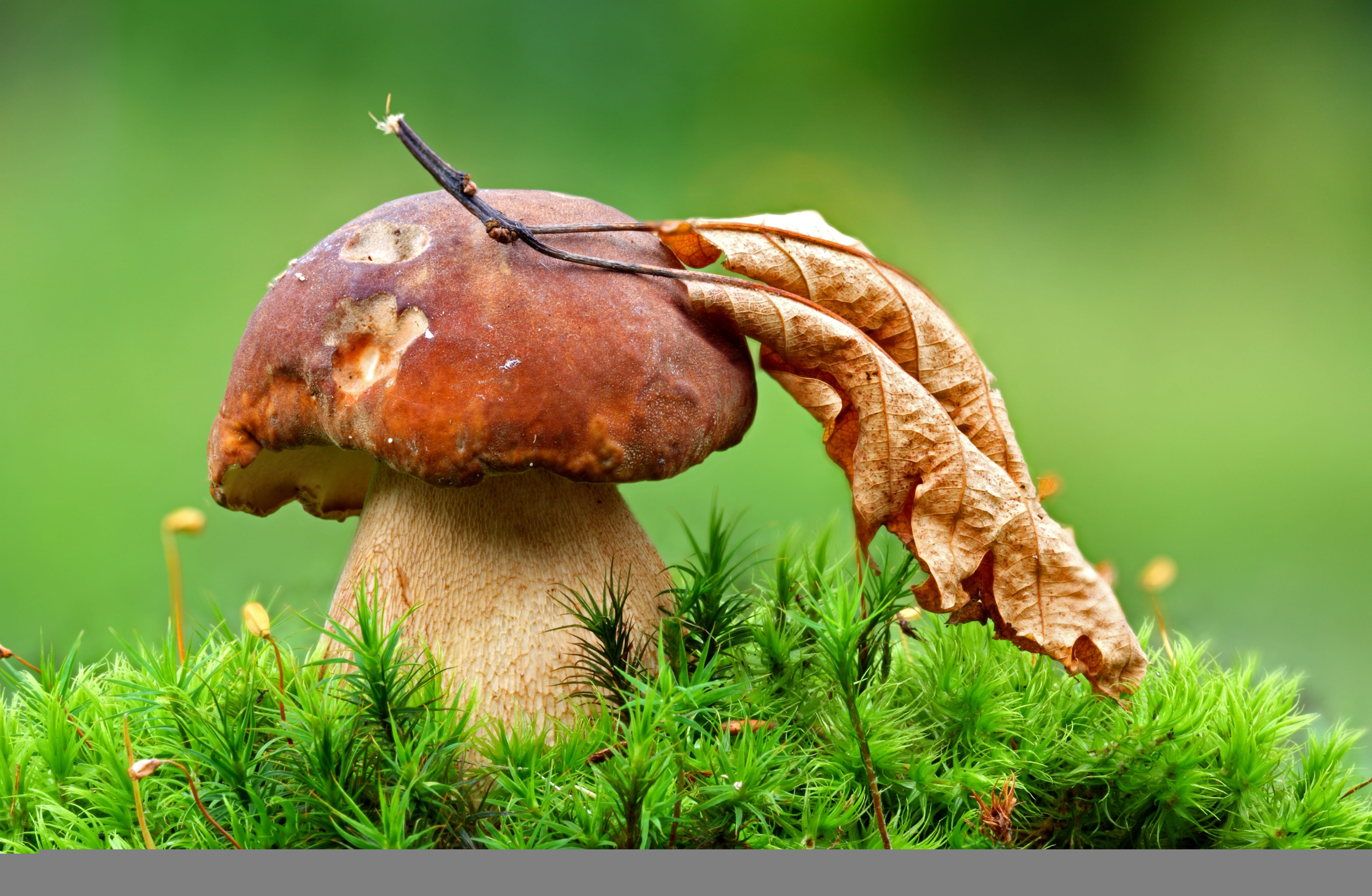 gourmet, nature, beauty in nature, close-up, macro, vegetarian Food, fungus, vegetable, food and drink, peppery Bolete, food, 4K, selective focus, grass, HD Wallpaper