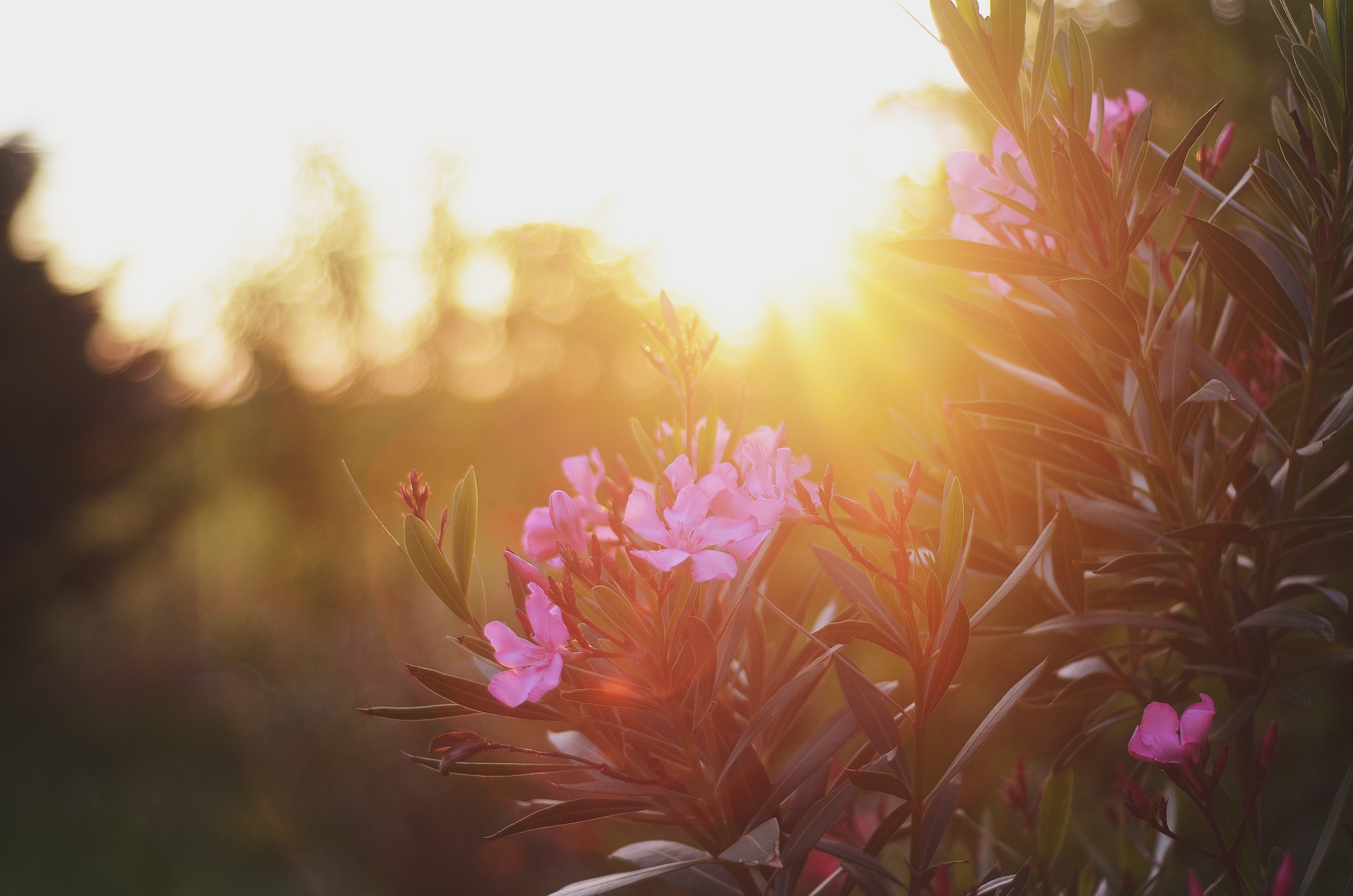 4K, Nerium oleander, flower, inflorescence, nature, bright, sunlight, petal, fragility, plant, pink color, sun, no people, beauty in nature, day, flowering plant, HD Wallpaper