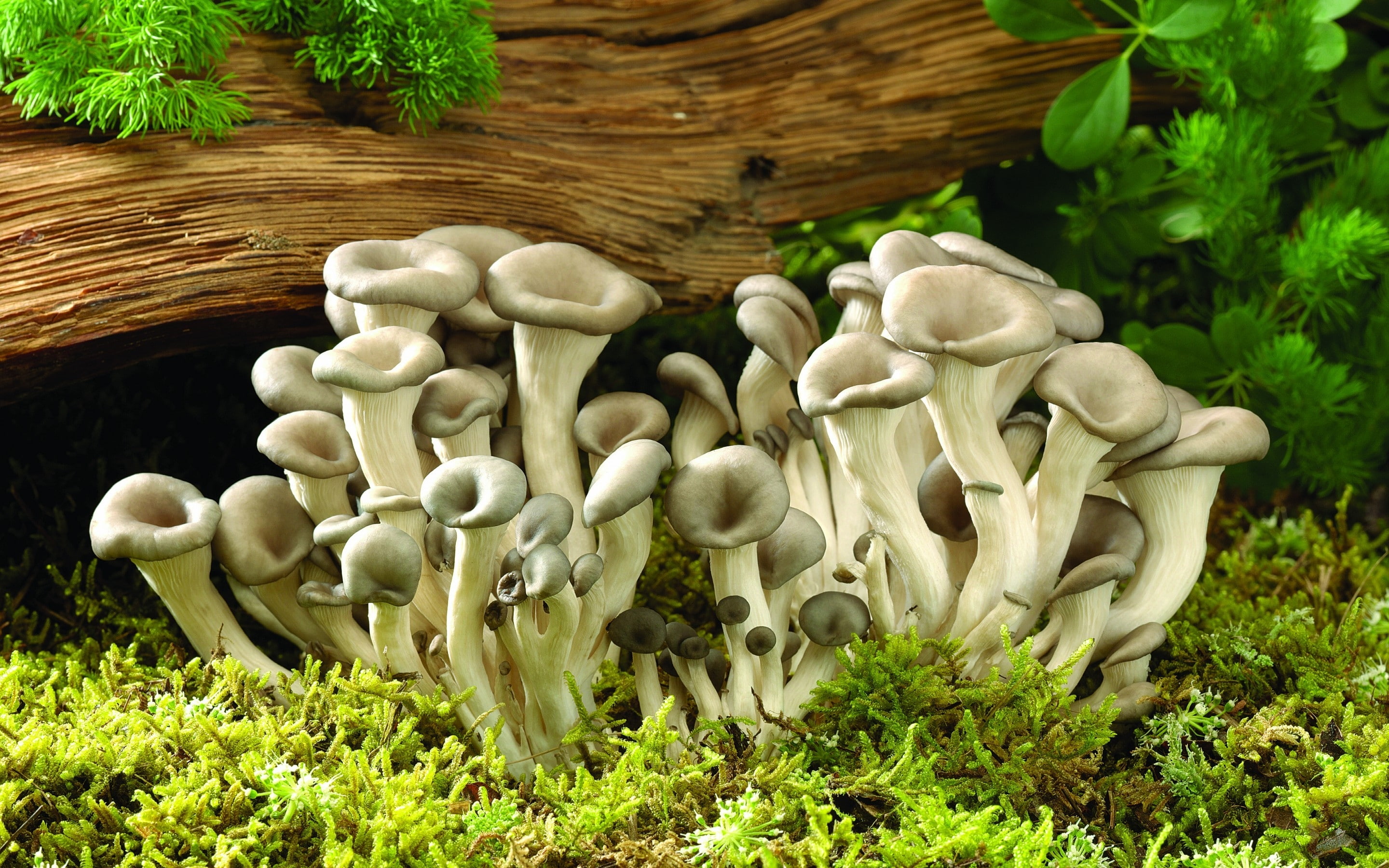 white, fresh, mushrooms, 2K, wild, mushroom, HD Wallpaper