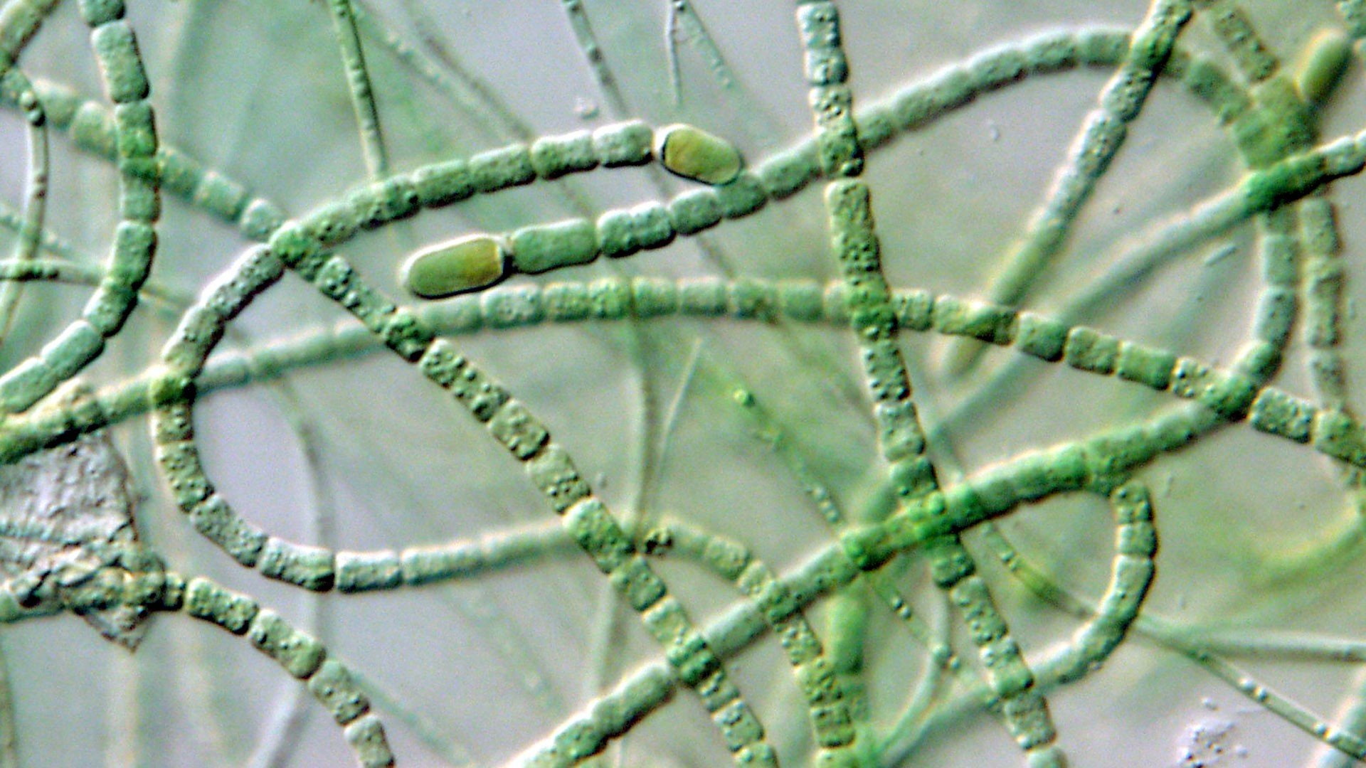 microscopic, 1080P, HD Wallpaper