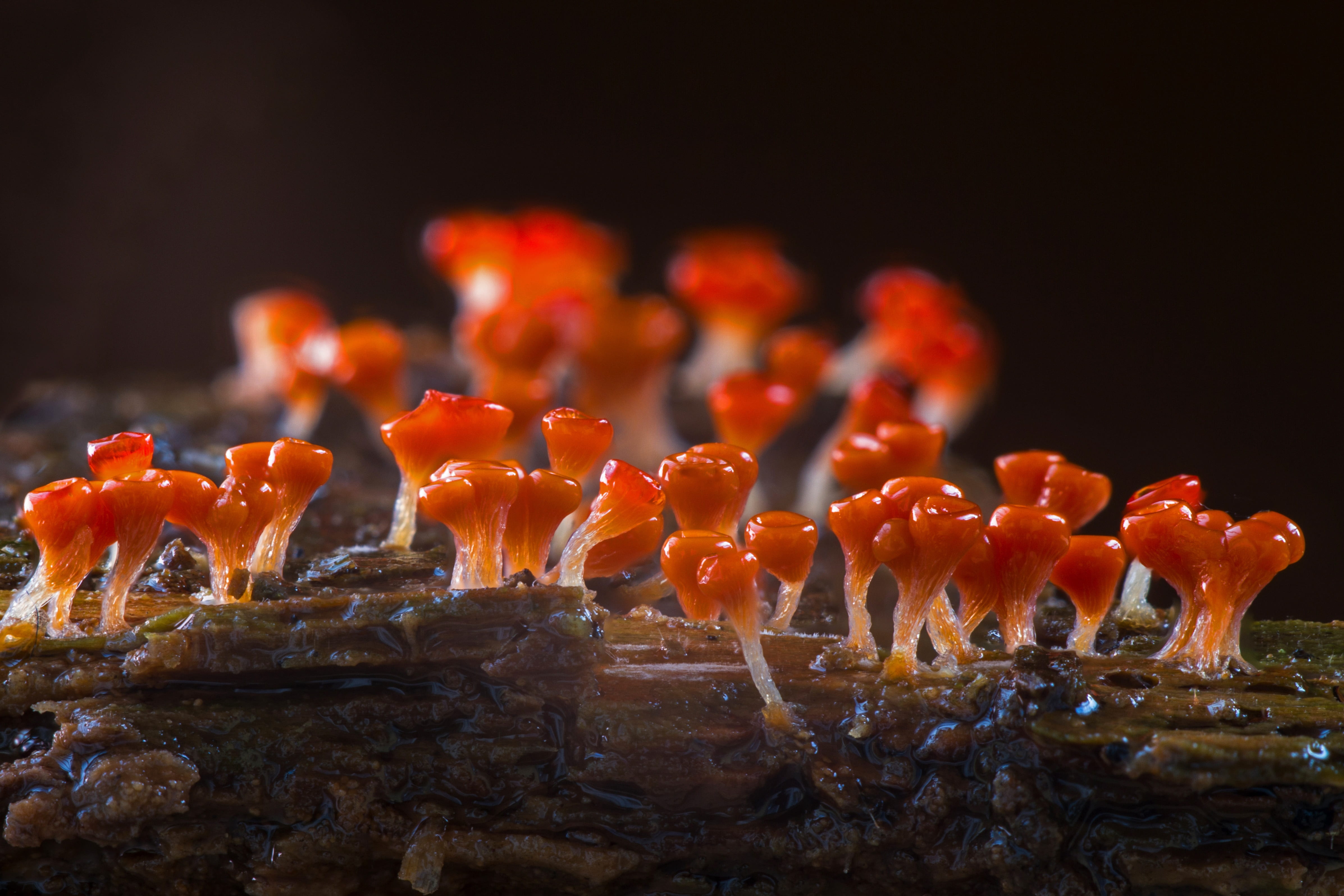 animal, marine, red, sea life, animal wildlife, amoeba, sea, trichia decipiens, 4K, focus, selective, photography, close-up, orange, black background, HD Wallpaper