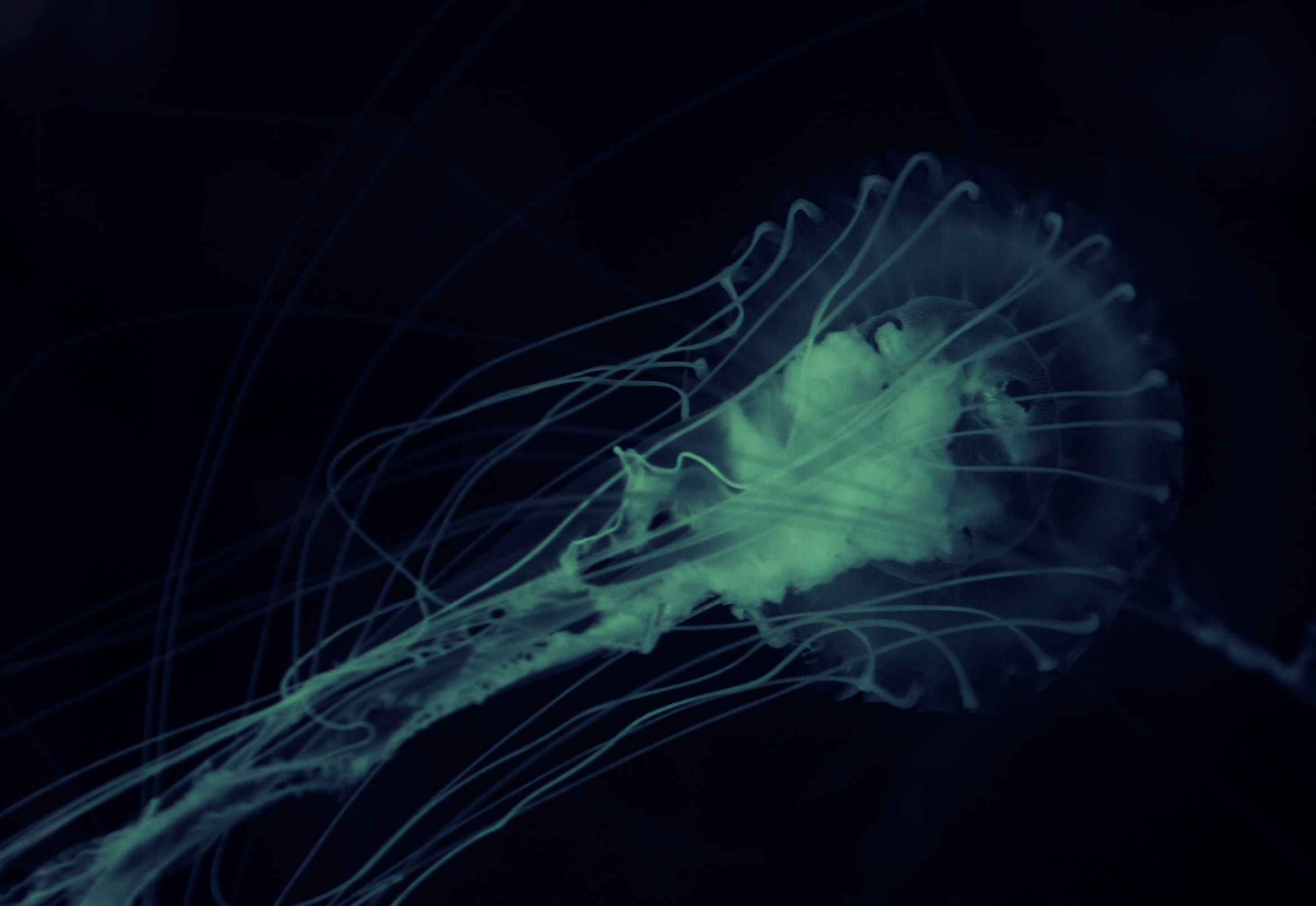 close-up, abstract, invertebrate, motion, science, Submarine, Animal, dark, black background, nature, Ocean, animal wildlife, animals in the wild, indoors, HD Wallpaper