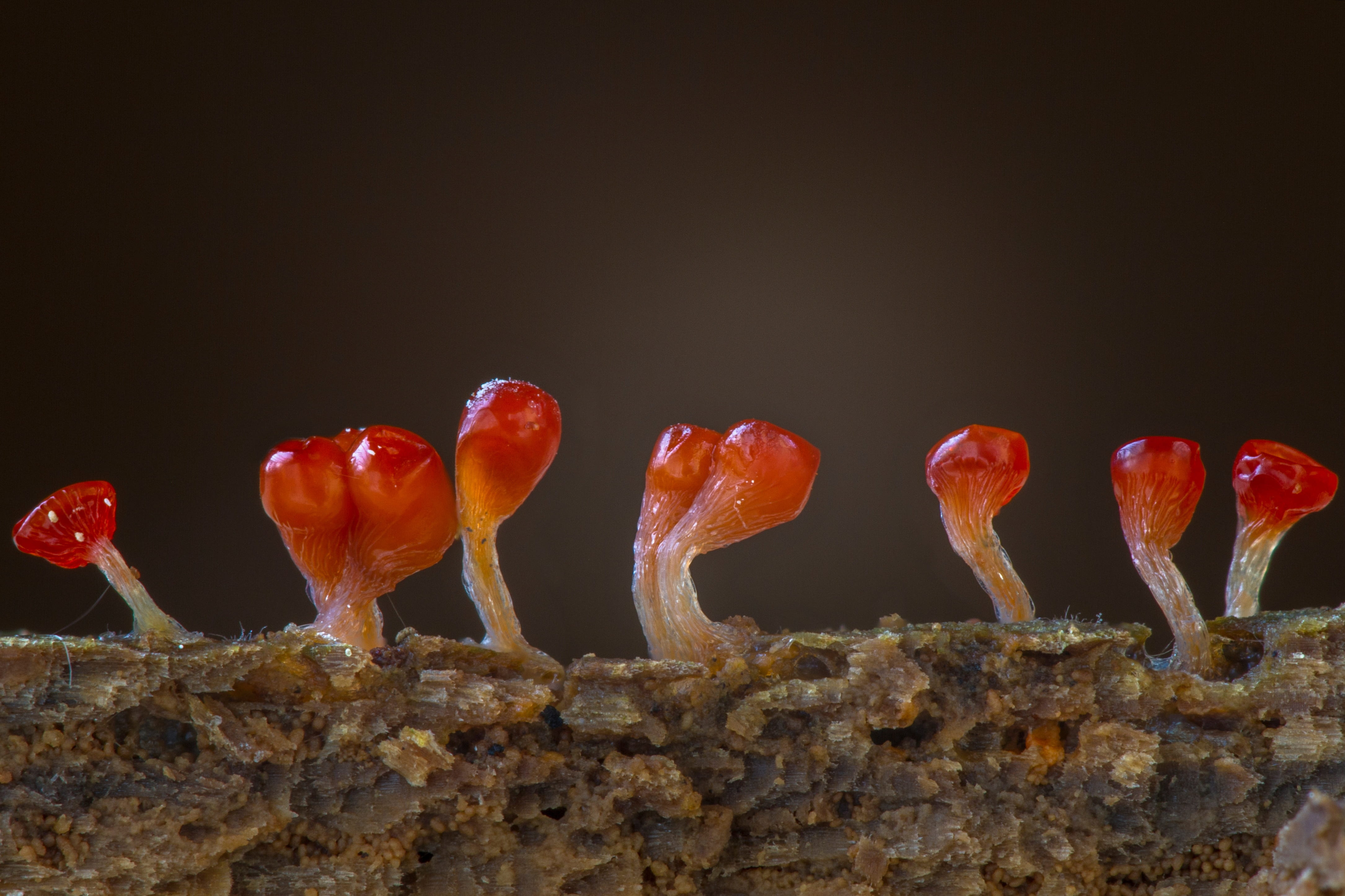amoeba, close-up, black background, dessert, red, healthy eating, sweet food, food, fruit, freshness, wellbeing, indoors, slime mold, food and drink, side by side, HD Wallpaper