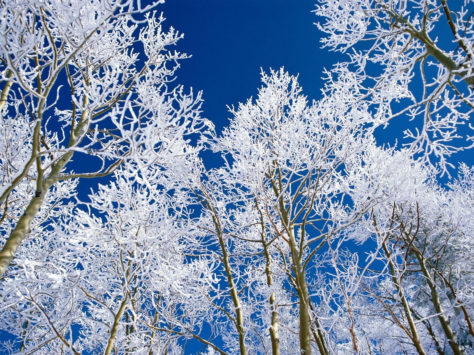 pine tree, winter, springtime, blue, woodland, branches, snowflake, season, sky, growth, trees, christmas, bare, cold - Temperature, snowing, hoarfrost, HD Wallpaper