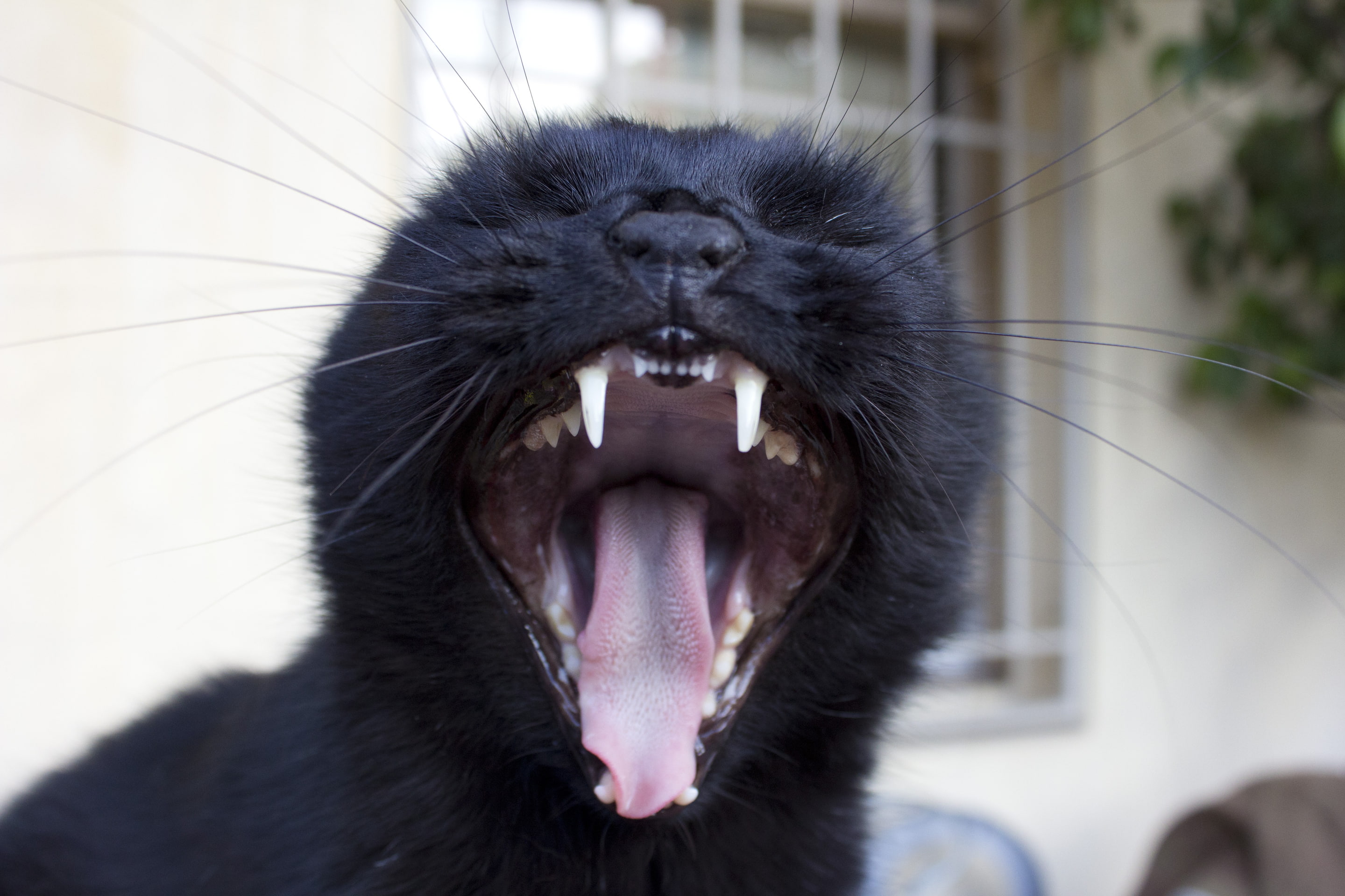 contagious, Tomcat, yawns, 2K, Gad, HD Wallpaper