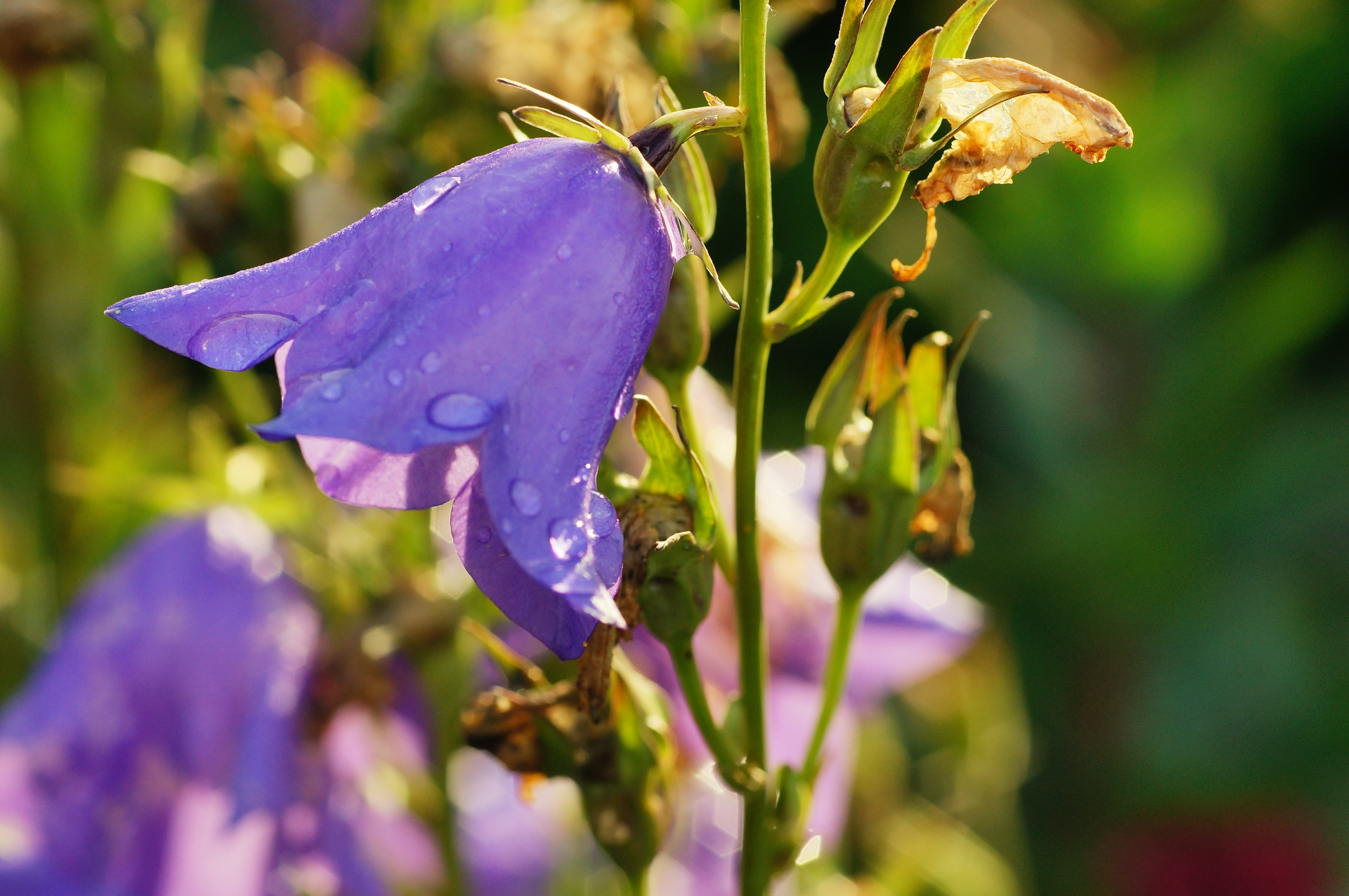 focus, 4K, plant, selective, petaled, bellflower, regen, leaf, nature, purple, flower, photography, HD Wallpaper