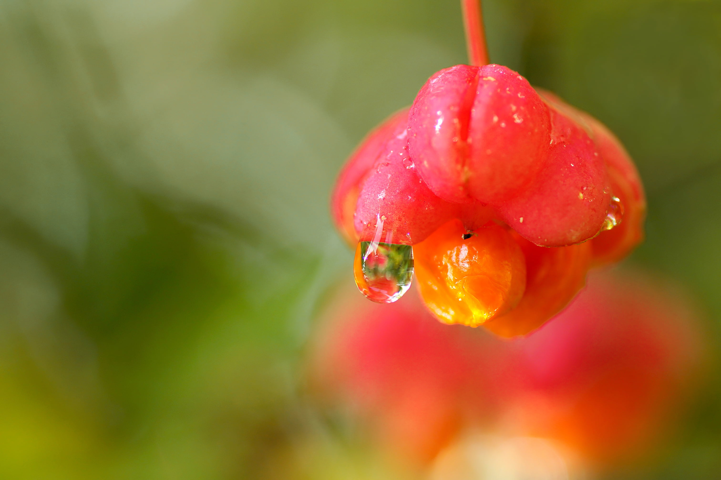 Natur, red, close-up, Park, beauty In Nature, summer, Sony Alpha 65, Raindrop, Regen, flower, photo, Wetter, Makro, leaf, flowers, Typ, plant, nature, 2K, HD Wallpaper