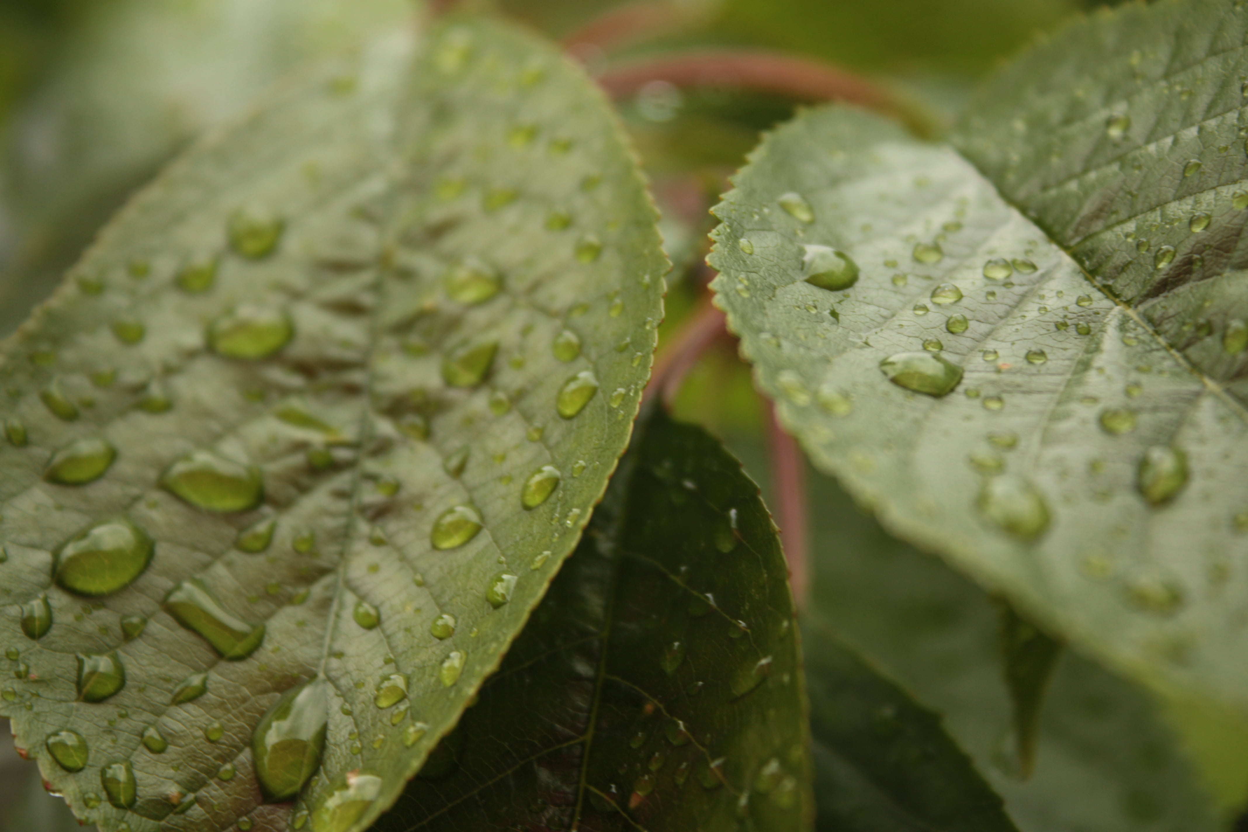 on top, Trees, top, macro, water, 4K, nature, Cry, Crying, rain, Regen, selective, raindrop, dew, lead plant, green Color, green, close-up, plant, lead, HD Wallpaper