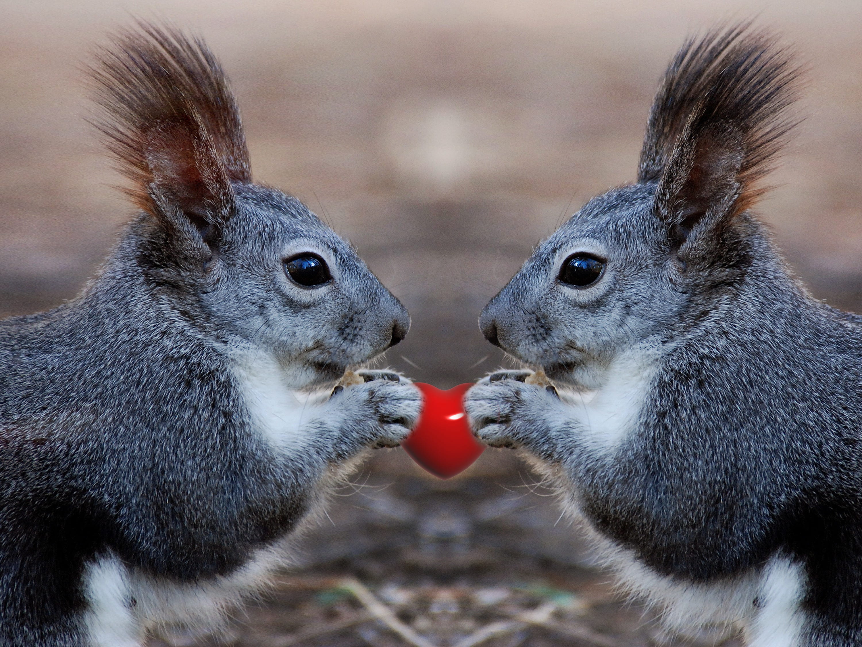outside, nature, romantic, 2K, love, feeding, animal head, cute, squirrel, food, photography, rabbits, no people, animal, heart, close-up, two animals, HD Wallpaper