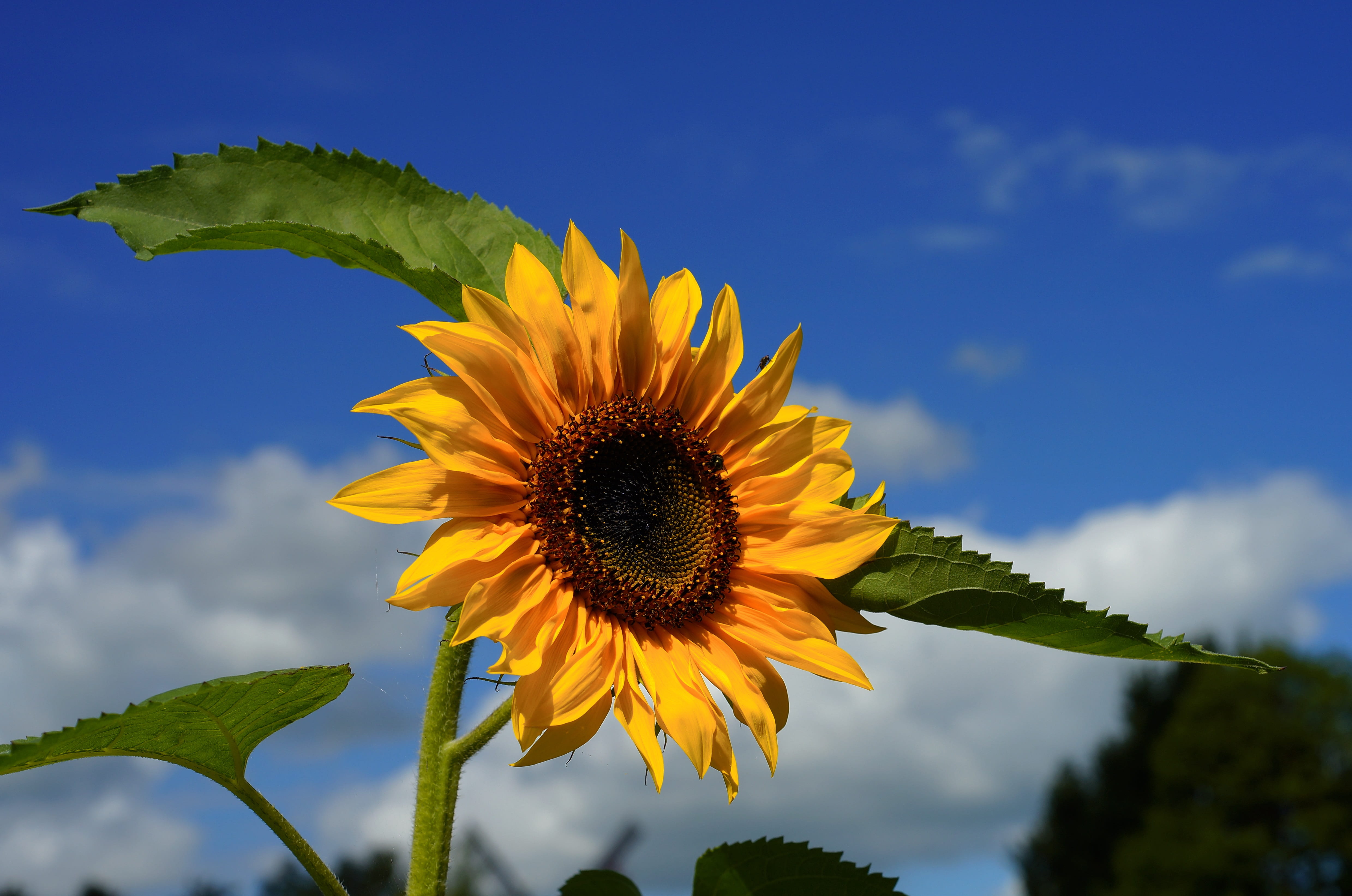 sepal, flower, inflorescence, sky, flowering plant, vulnerability, nature, plant, yellow flower, blue, daytime, petal, beauty in nature, pollen, bloom, HD Wallpaper