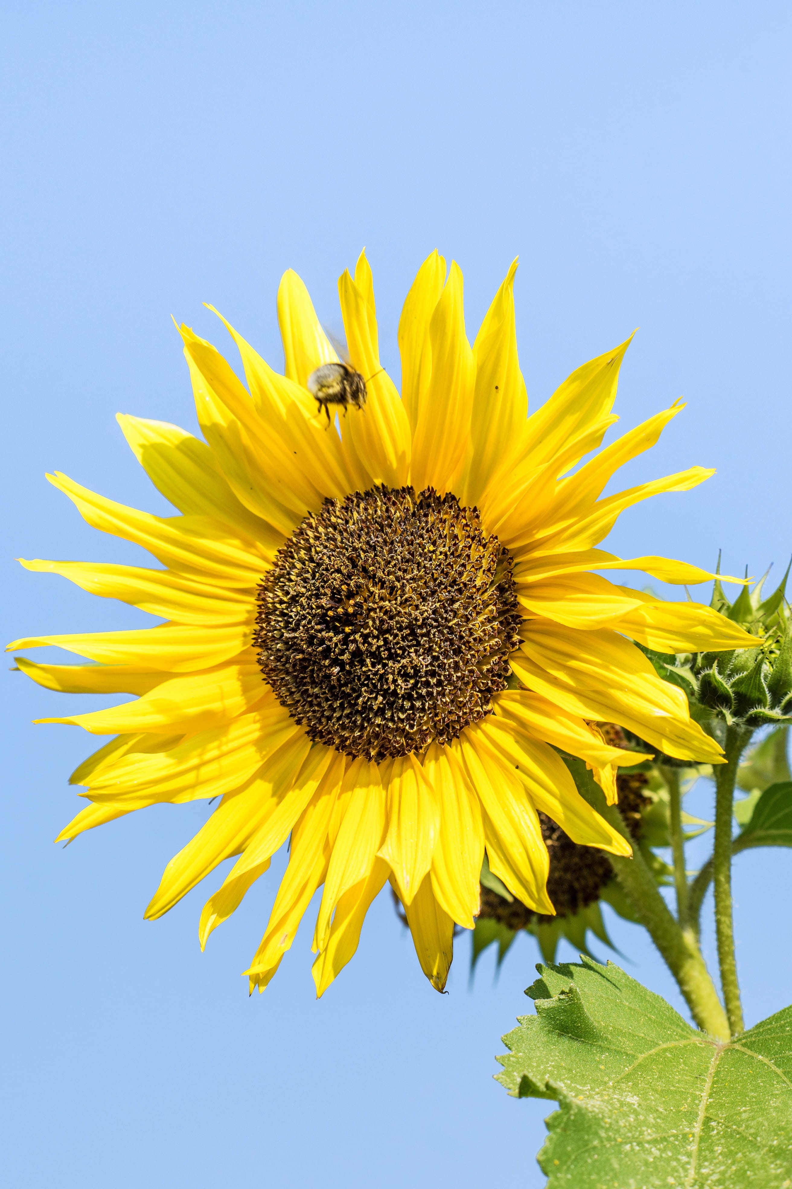 blue, late summer, vulnerability, animal wildlife, flower head, animals in the wild, sunflower, no people, summer, growth, pollination, springtime, pollen, Phone HD Wallpaper