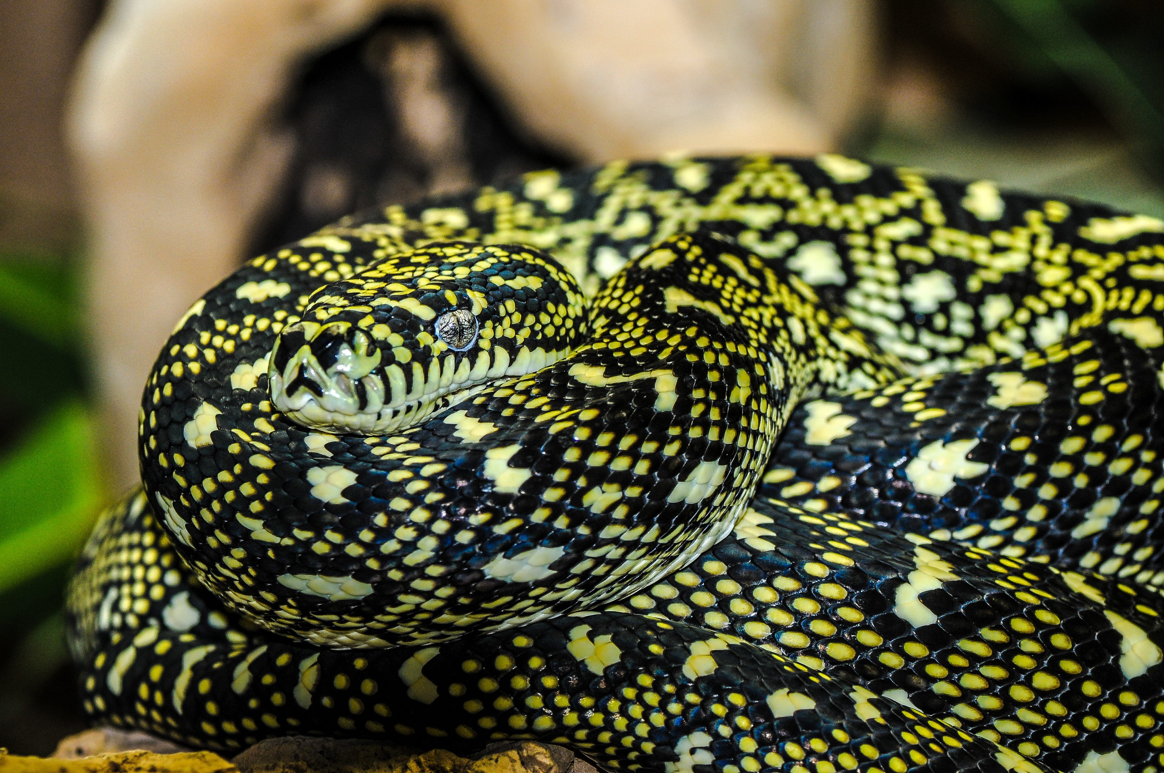 no people, animal body part, enlarge view, nature, animal eye, one animal, poisonous, reptile, wild, beauty in nature, animal themes, photography, animal markings, HD Wallpaper