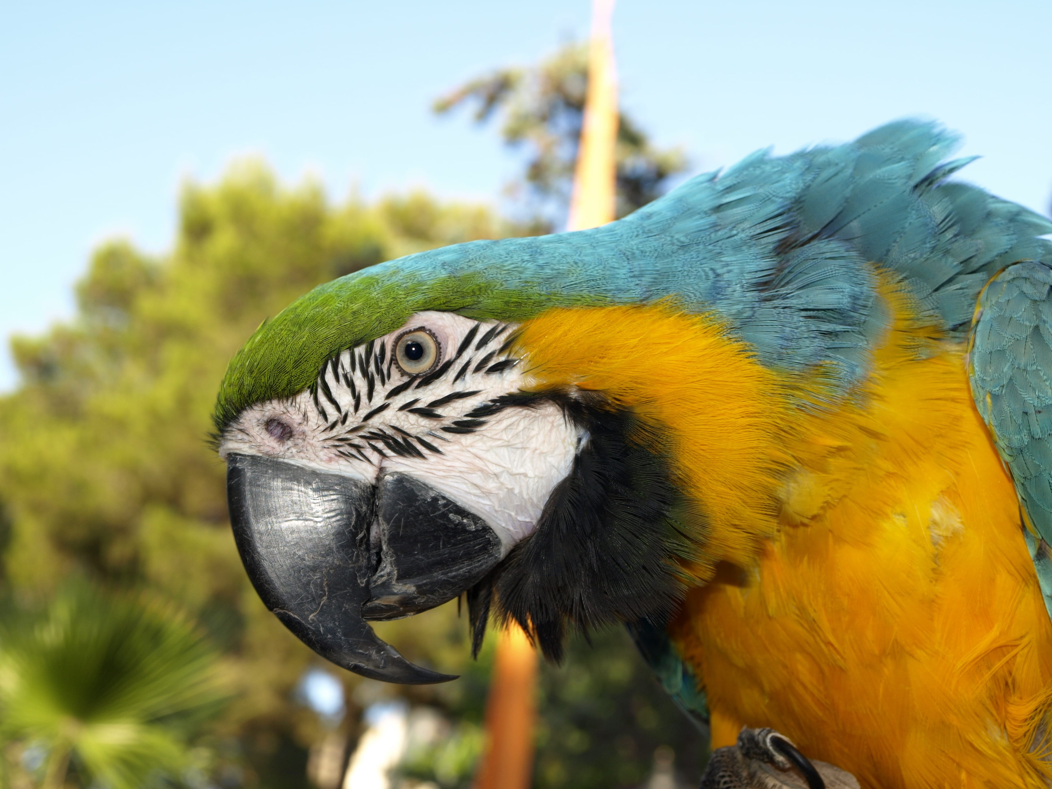 animal, plumage, pinnate, animal world, ara, bird, no people, animal wildlife, feather, colorful, 2K, parrot, bill, outdoors, beak, head, plant, yellow, HD Wallpaper