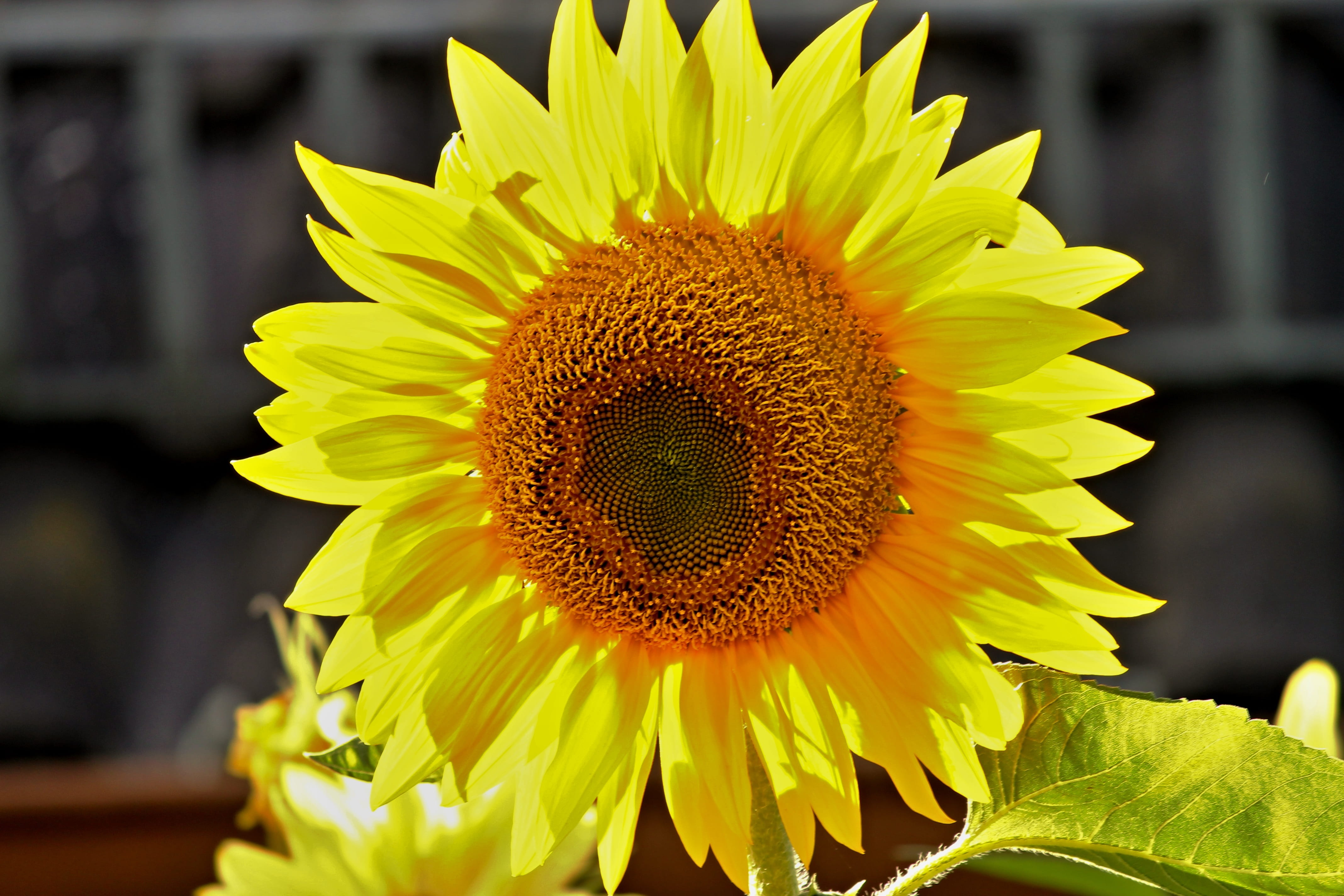 yellow, growth, sun flower, blossom, nature, garden, flower, no people, inflorescence, flower head, pollen, blooming, summer, flowering plant, beauty in nature, HD Wallpaper