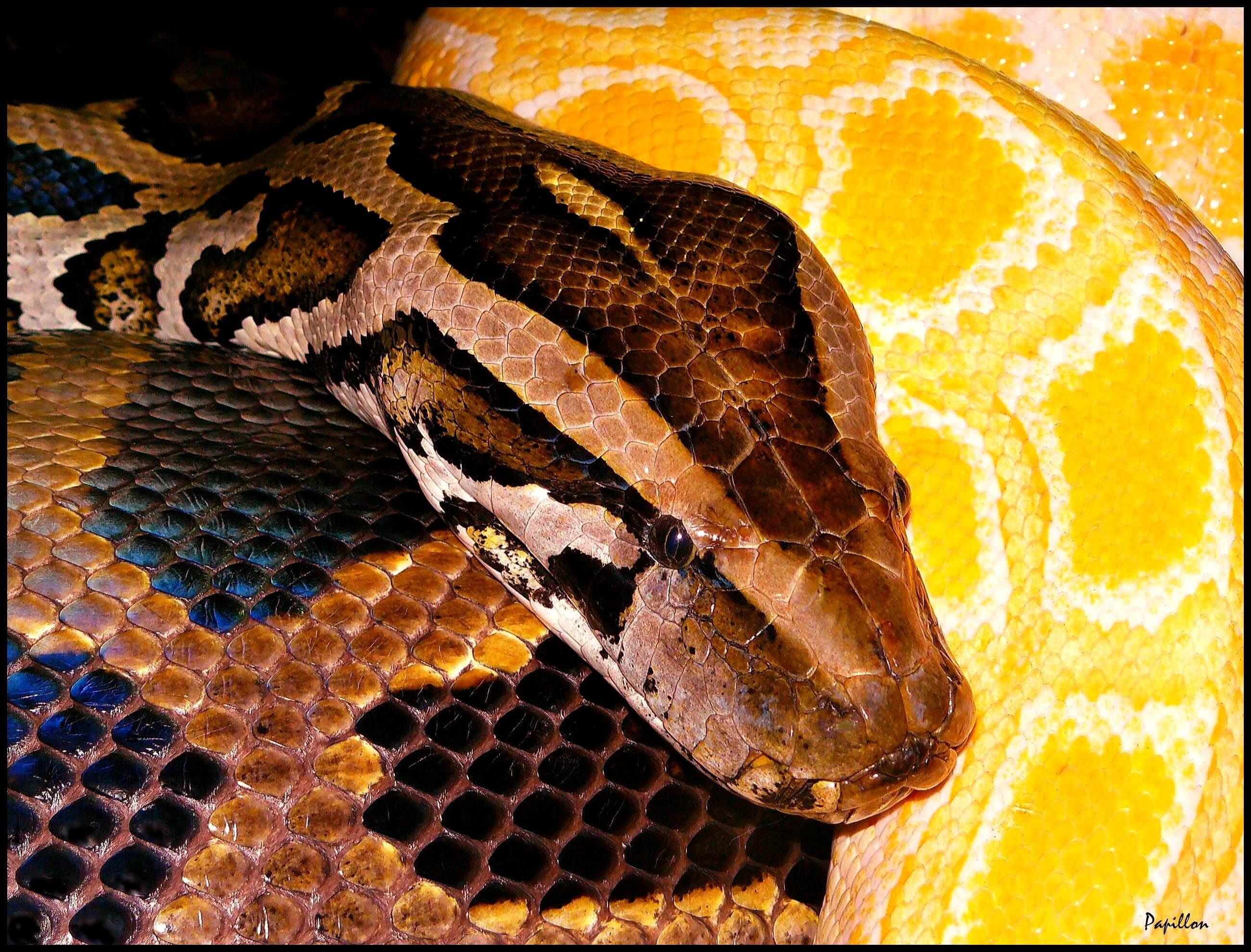 animal skin, scale, natural pattern, close, boa constrictor, color, fauna, pattern, yellow, animal themes, snakehead, Snake, reptile, black yellow, poisonous, HD Wallpaper