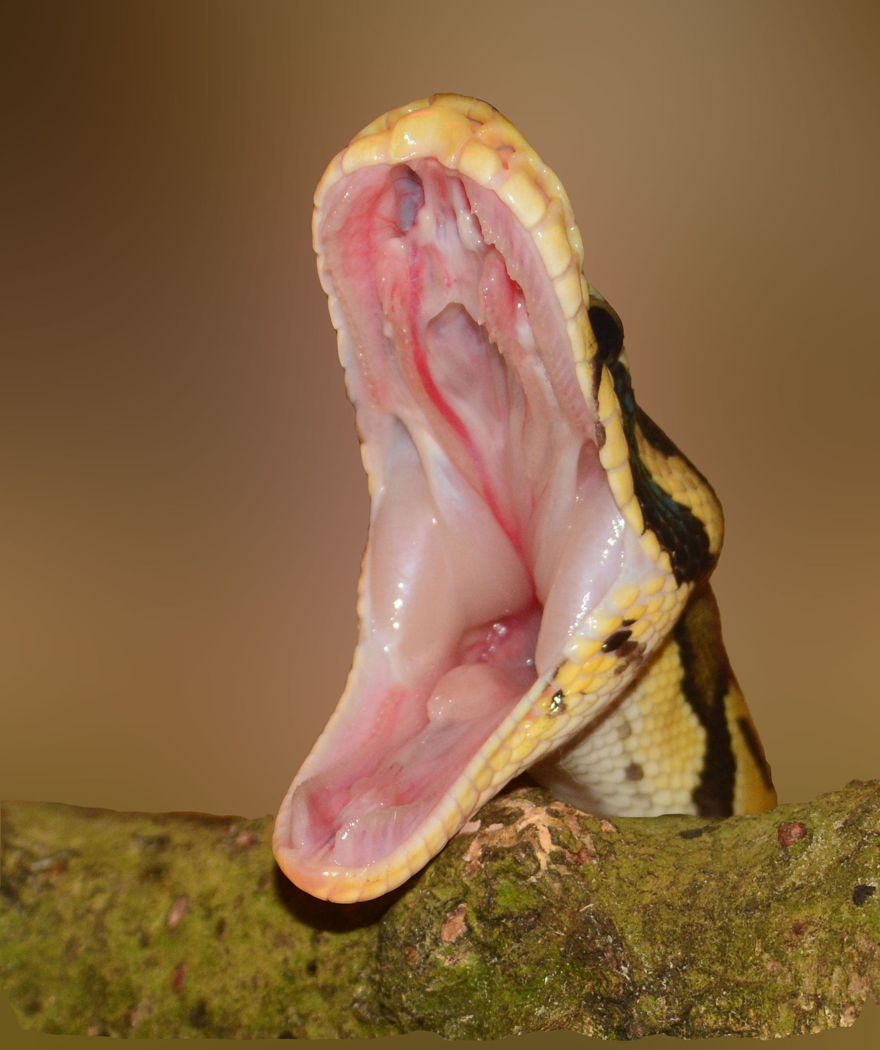 yellow, studio shot, animal themes, hunger, nature, scale, 1080P, color, animal wildlife, reptile, focus on foreground, animals in the wild, colored background, Phone HD Wallpaper