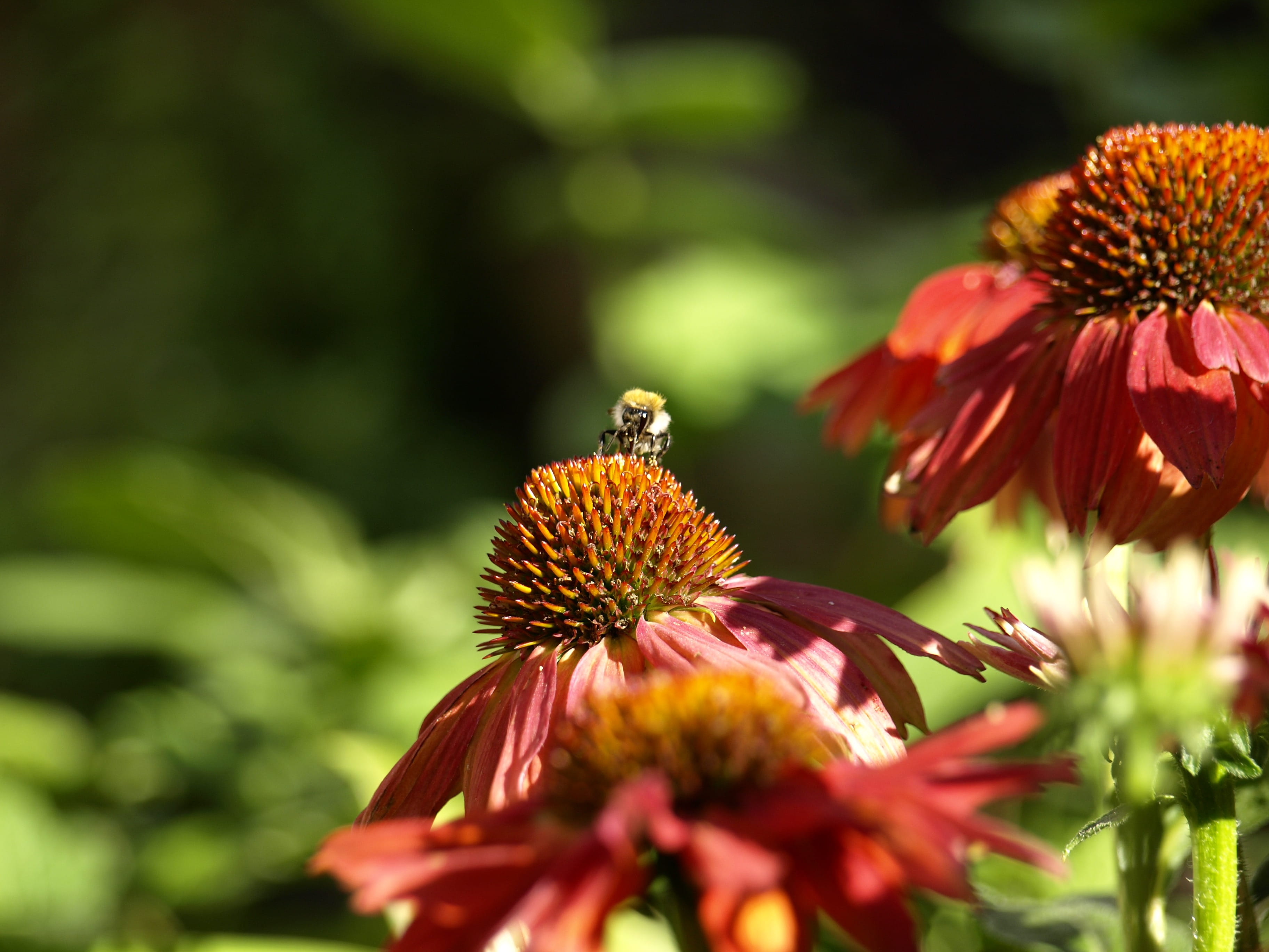 red, Sprinkle, animal themes, one animal, summer, outdoors, fragility, green Color, freshness, springtime, close, garden, flowering plant, bloom, close-up, HD Wallpaper