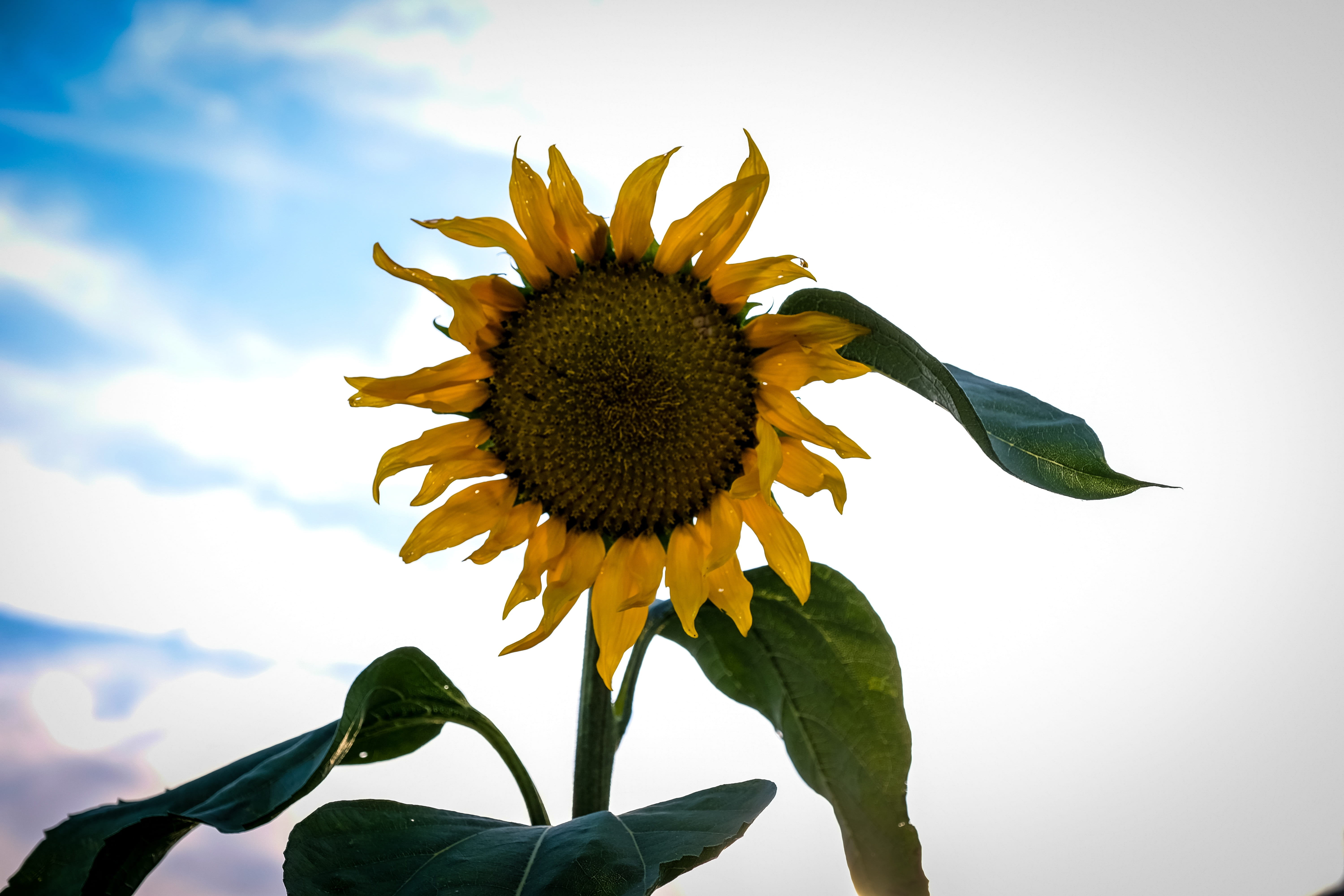 yellow, garden, no people, pollen, blossom, inflorescence, sepal, flowering plant, sunflower, plant, outdoors, flower, beauty in nature, leaf, sun flower, HD Wallpaper