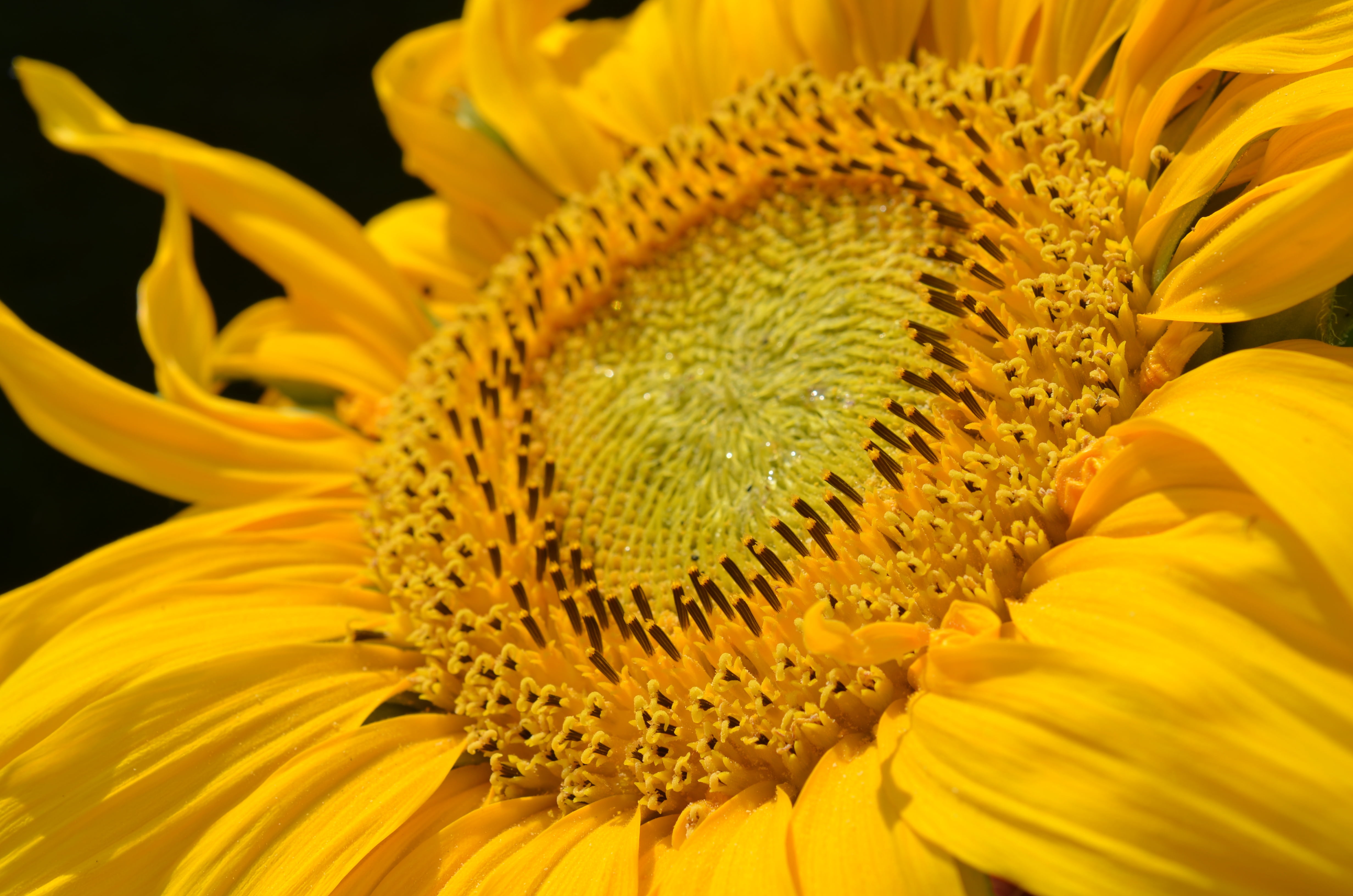freshness, fragility, petal, yellow, photo, extreme close-up, sun flower, beauty in nature, flowering plant, vulnerability, sunflower, flower head, growth, HD Wallpaper