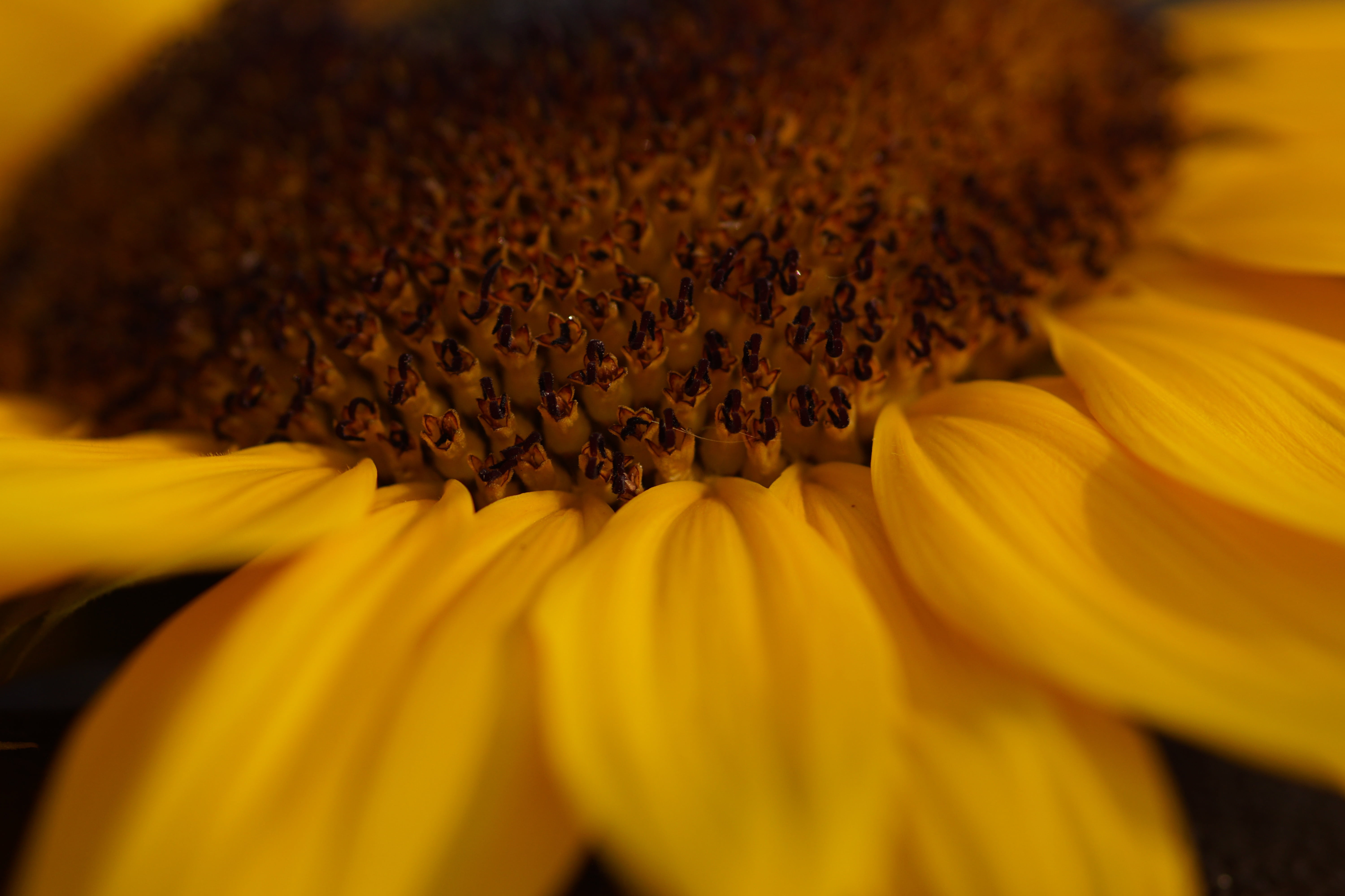 full frame, enlarge view, flowering plant, agriculture, close-up, growth, pollen, bloom, inflorescence, sunflower, close, fragility, summer, yellow, petal, HD Wallpaper
