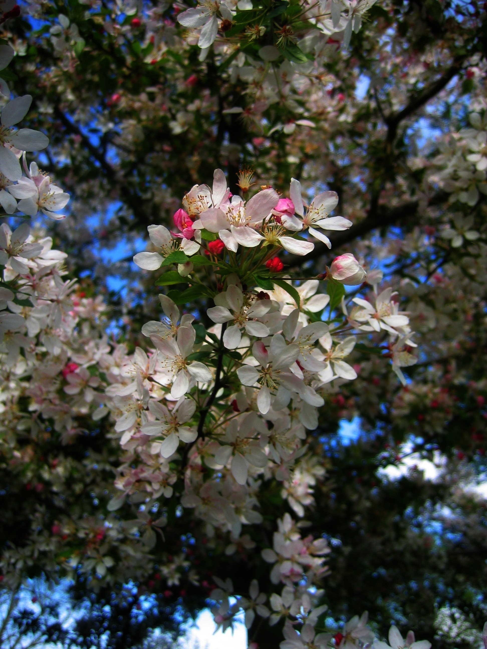 focus on foreground, flower head, outside, close-up, sky, branch, spring, plant, no people, bloom, 2K, beauty in nature, low angle view, outdoors, tree, Phone HD Wallpaper