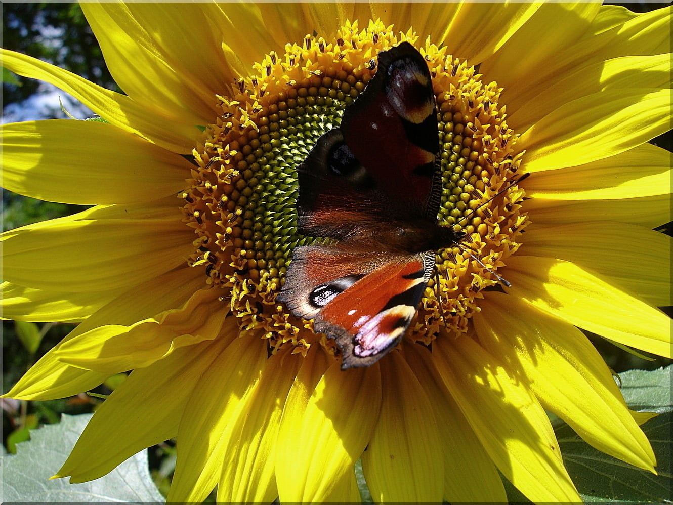 animal themes, beauty in nature, bee, no people, pollen, plant, animal head, flower, pollination, animal, freshness, flowering plant, butterfly, flower head, HD Wallpaper