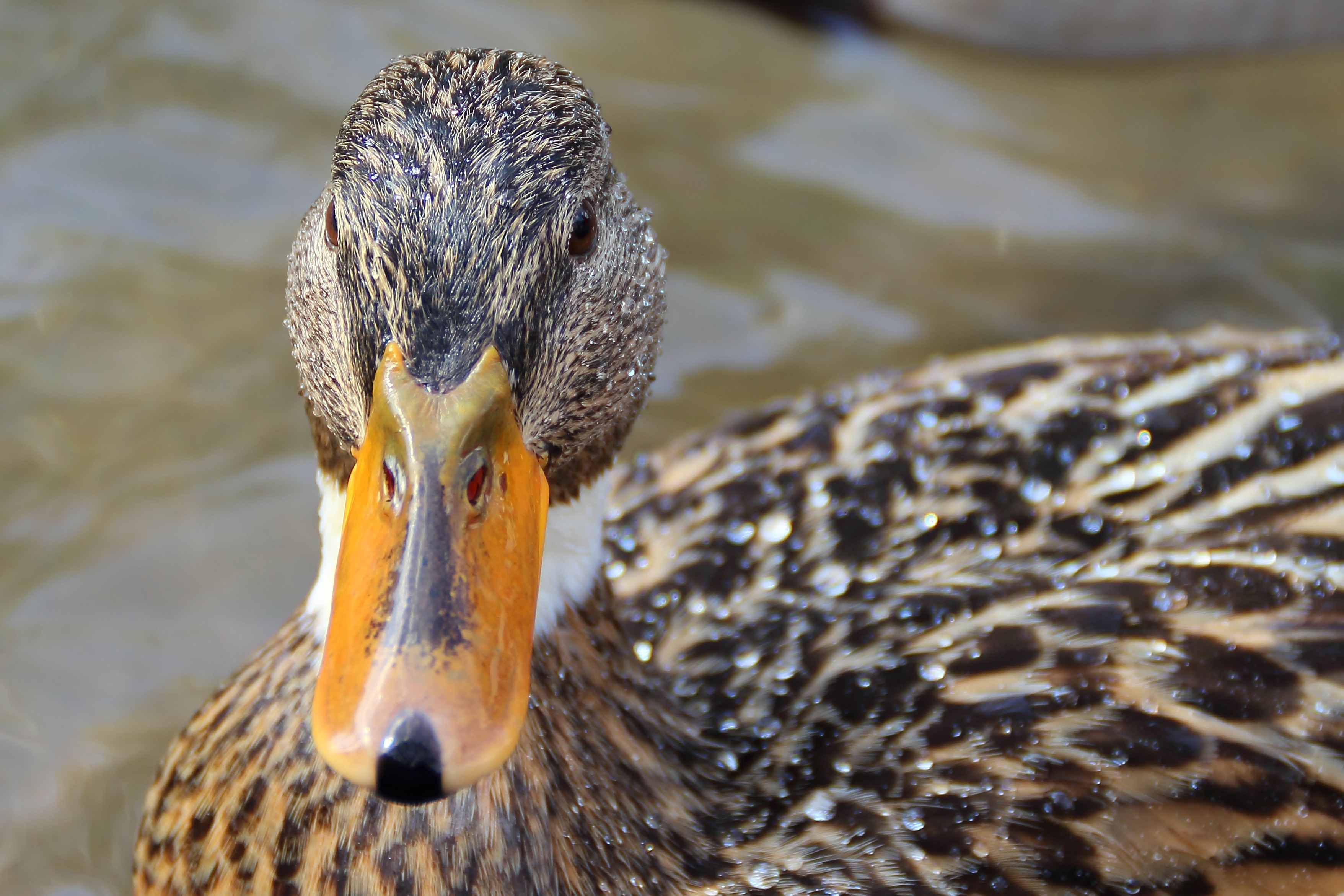 animal wildlife, one animal, lake, focus on foreground, zoology, animal body part, animal, 2K, swimming, animal themes, animal neck, poultry, vertebrate, HD Wallpaper