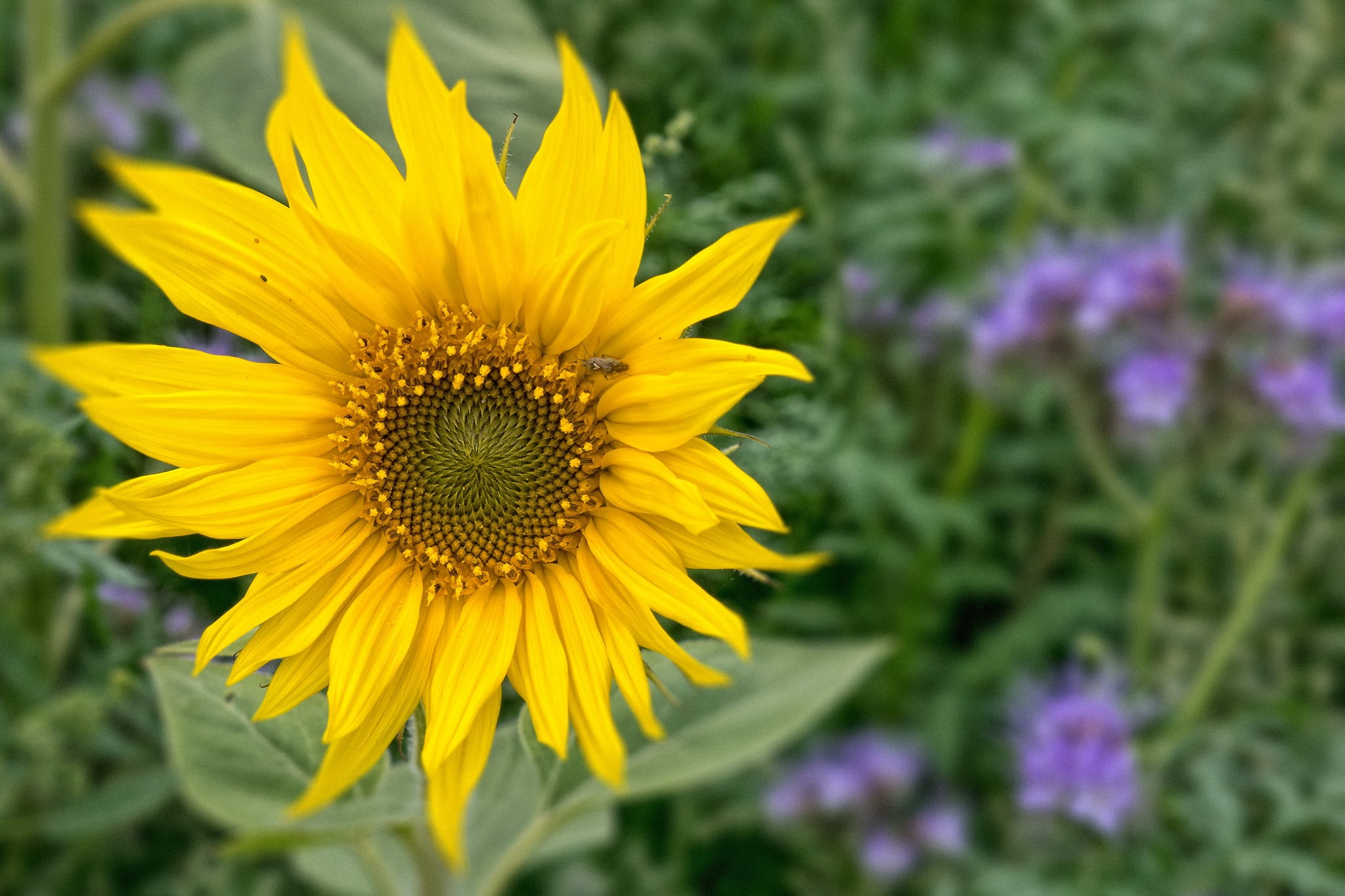 1080P, nature, no people, colorful, blossom, isolated, gazania, bloom, fragility, plant, flowerbed, botany, yellow flowers, beauty in nature, enlarge view, HD Wallpaper