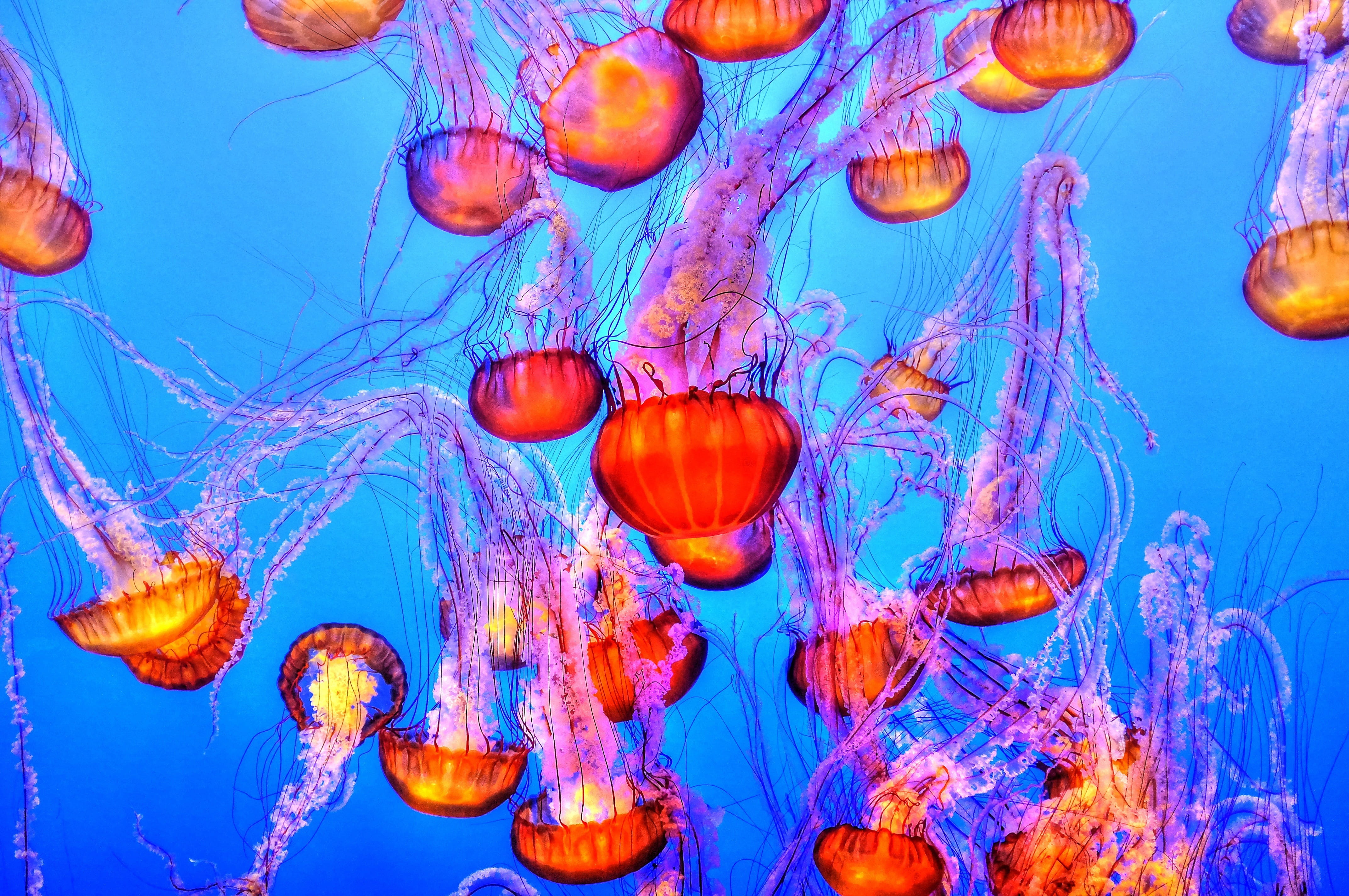 tentacles, blue, animals in the wild, animal wildlife, poisonous, creature, fauna, medusa, group of animals, colorful, nature, 4K, ocean, marine, swimming, HD Wallpaper