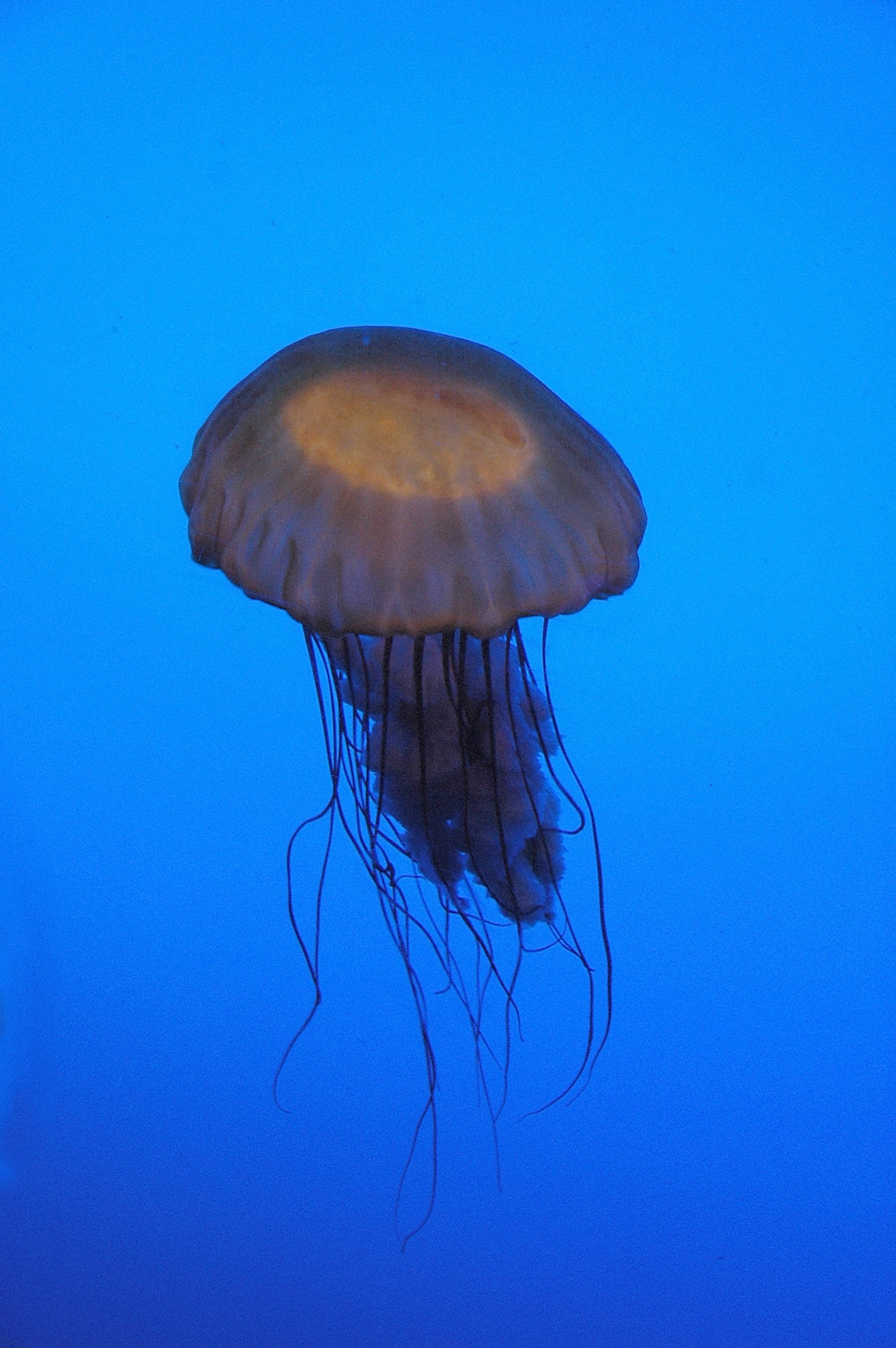 underwater, marine, outdoors, color, close-up, glowing, undersea, blue background, water, wildlife, jellyfish, ocean, aquarium, tropical, exotic, creature, Phone HD Wallpaper