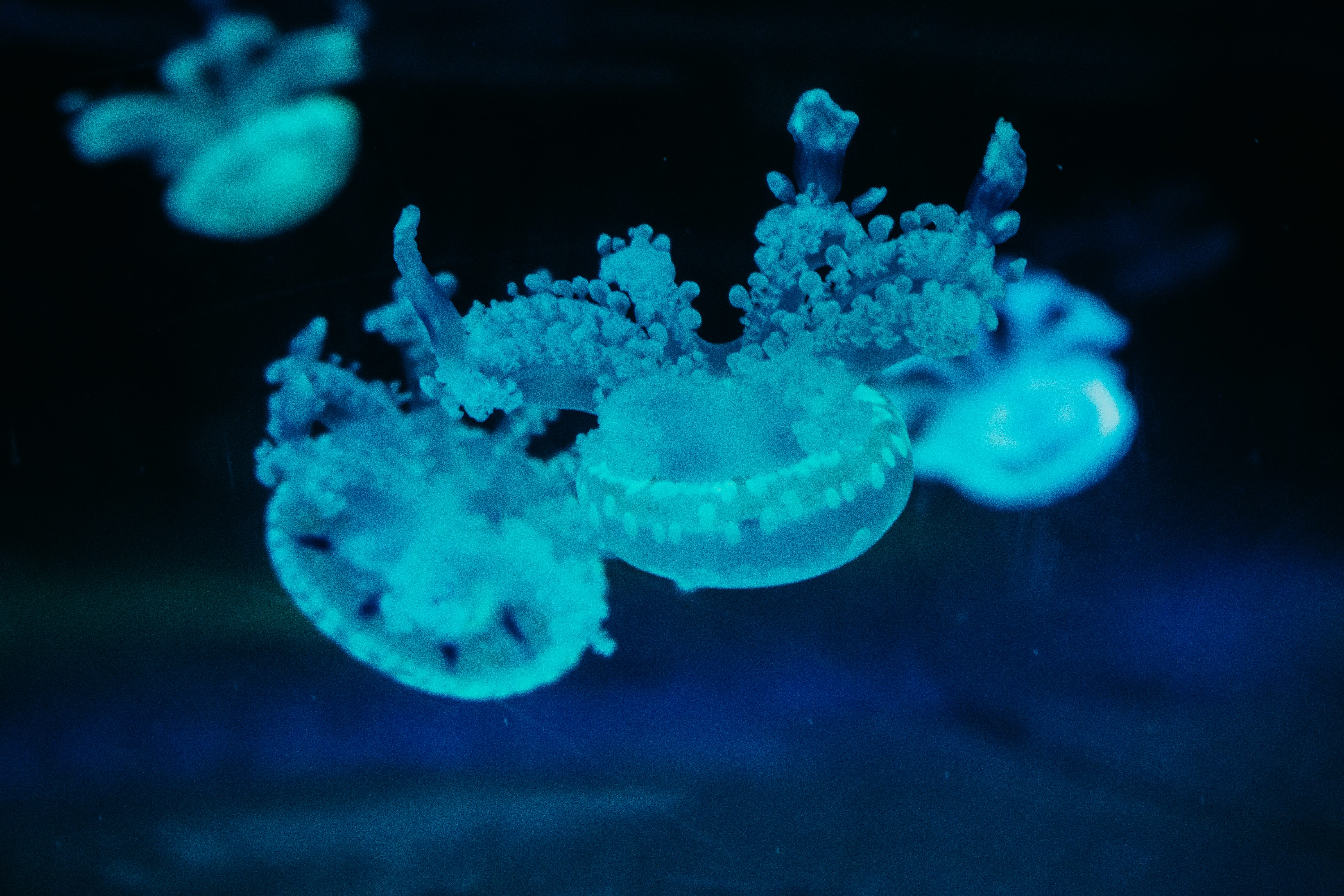 close-up, invertebrate, black background, jelly, aquarium, animal themes, ocean, lace, creature, neon, animal wildlife, life, undersea, blue, tree, underwater, HD Wallpaper