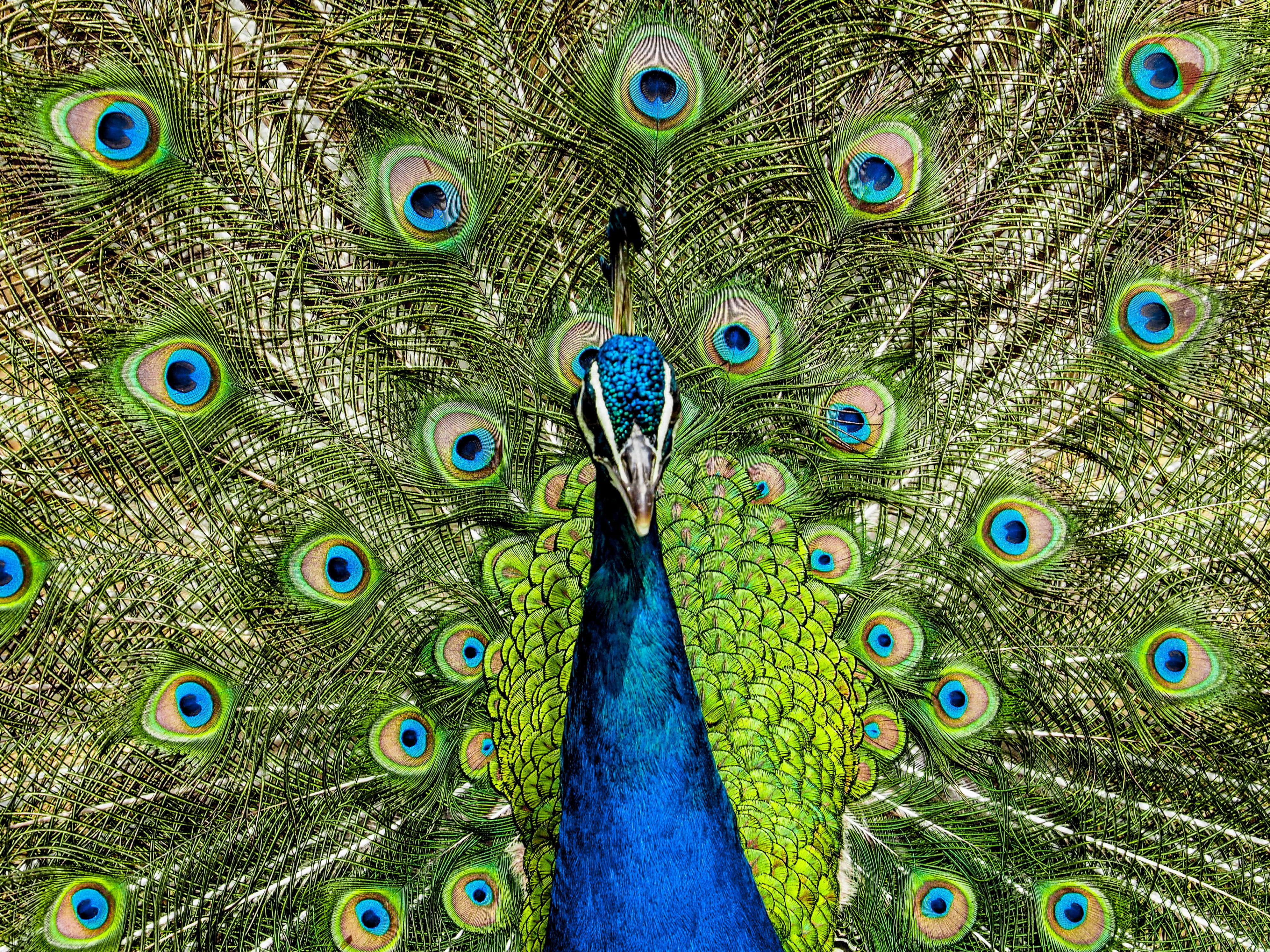 4K, blue, peacock, green, HD Wallpaper