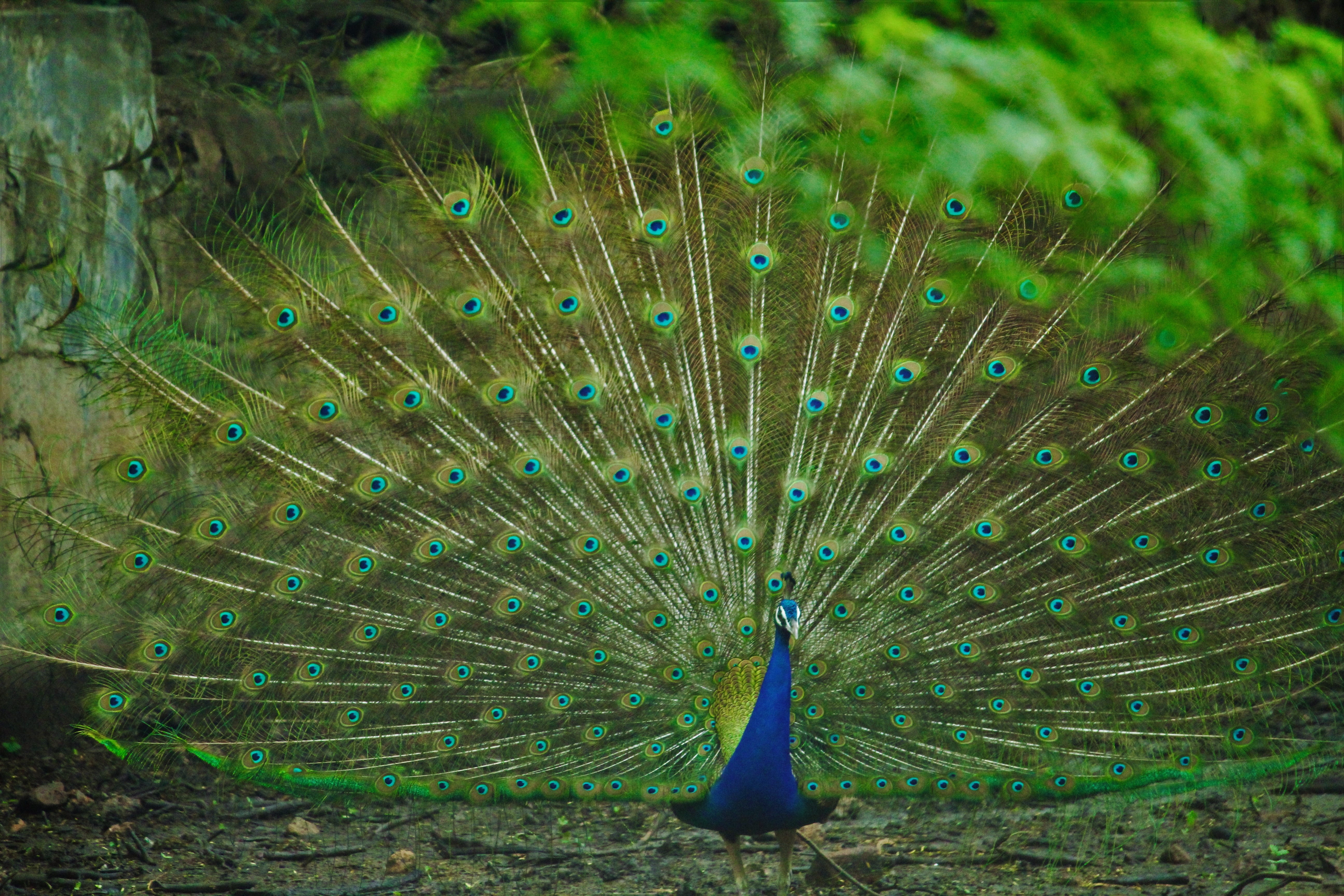 animal themes, green, peacock dancing, outdoors, vertebrate, field, feather, animals in the wild, animal, animal wildlife, beauty in nature, nature, pavo cristatus, HD Wallpaper
