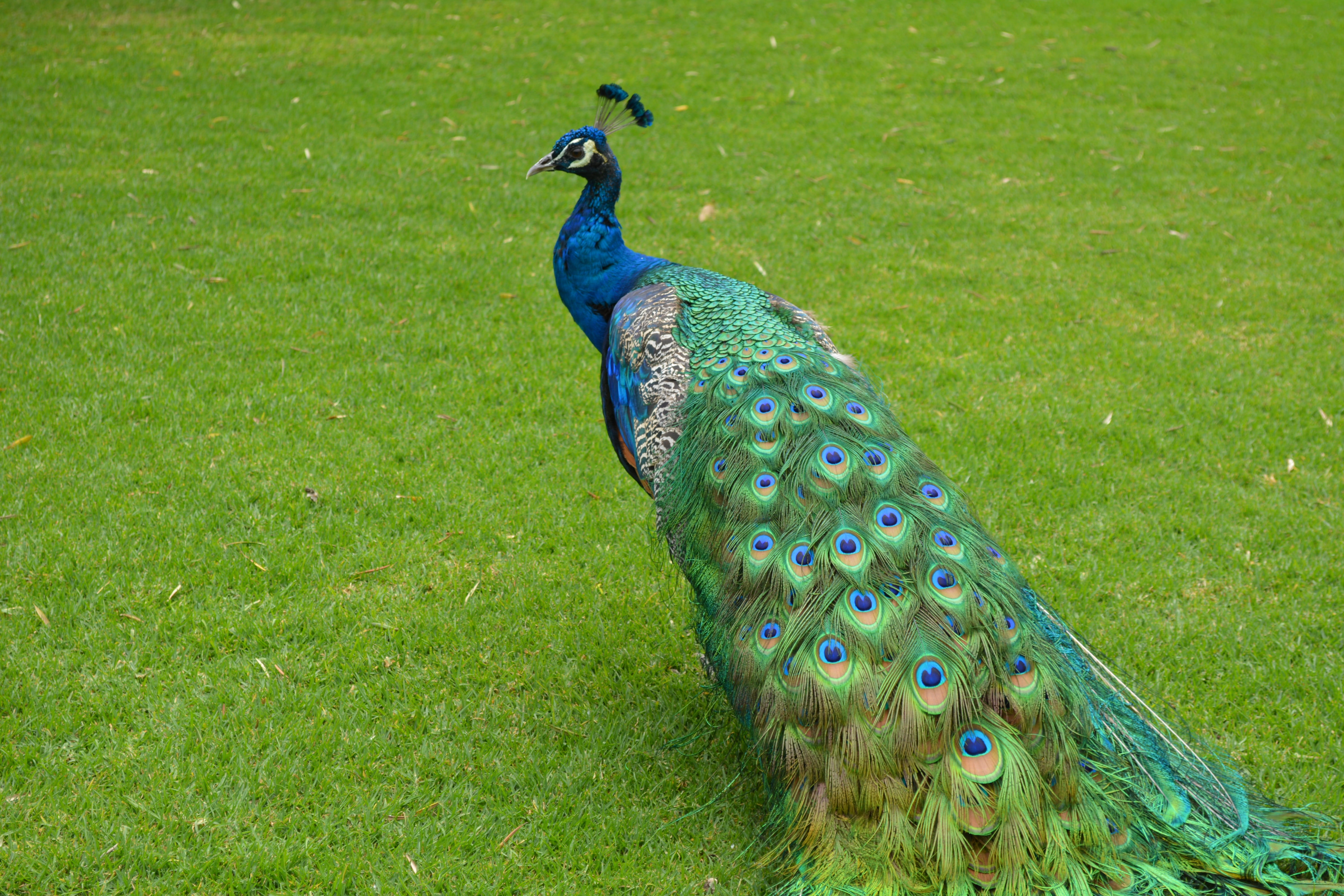 green color, animal, tail, photography, plant, fanned out, colorful, one animal, zoo, animals, peacock feather, vertebrate, animals in the wild, nature, HD Wallpaper