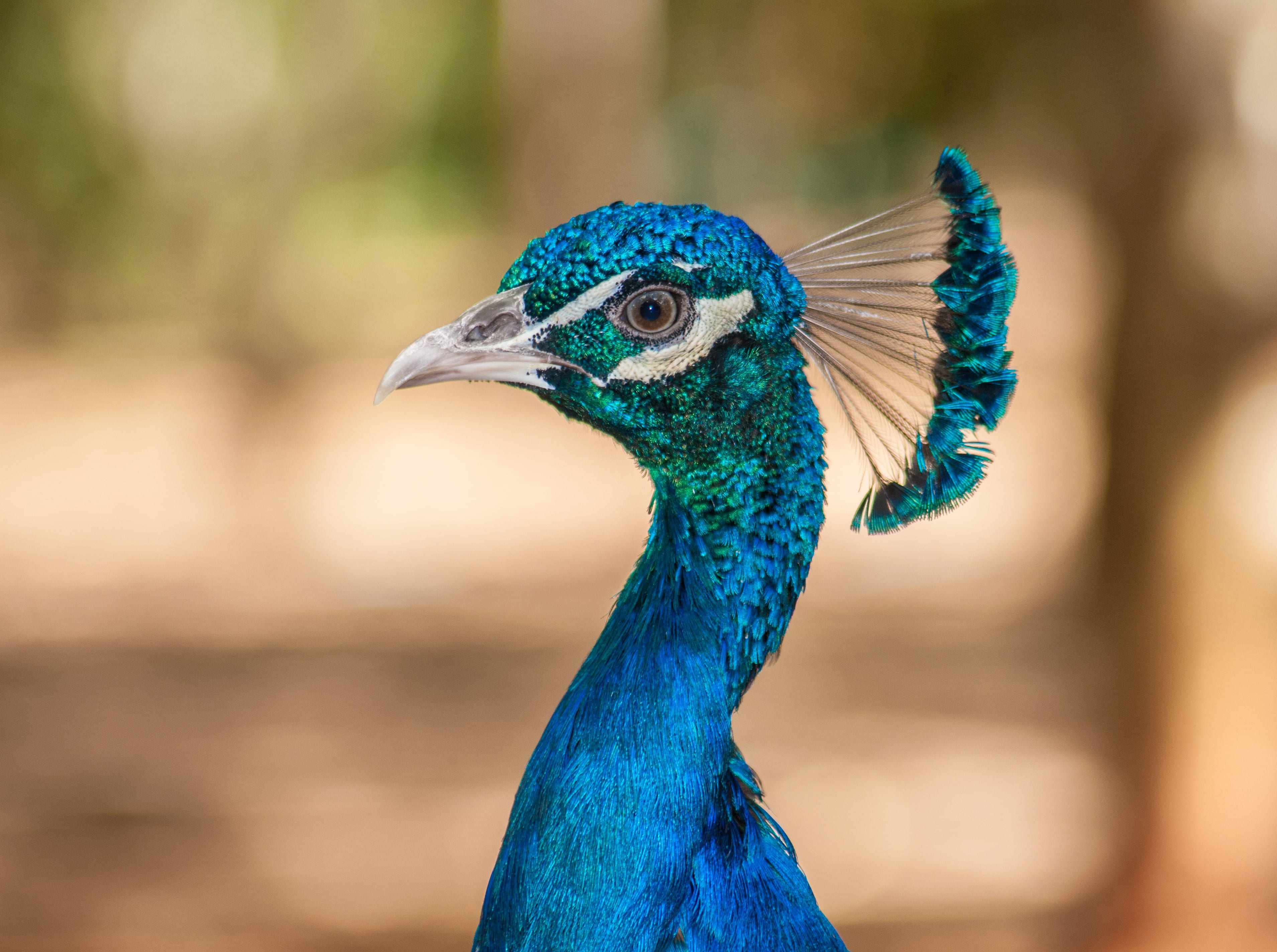 animal head, peacock feather, peacock, bird, animal wildlife, blue, animals in the wild, outdoors, animal themes, animal eye, pavo, animal body part, focus on foreground, HD Wallpaper