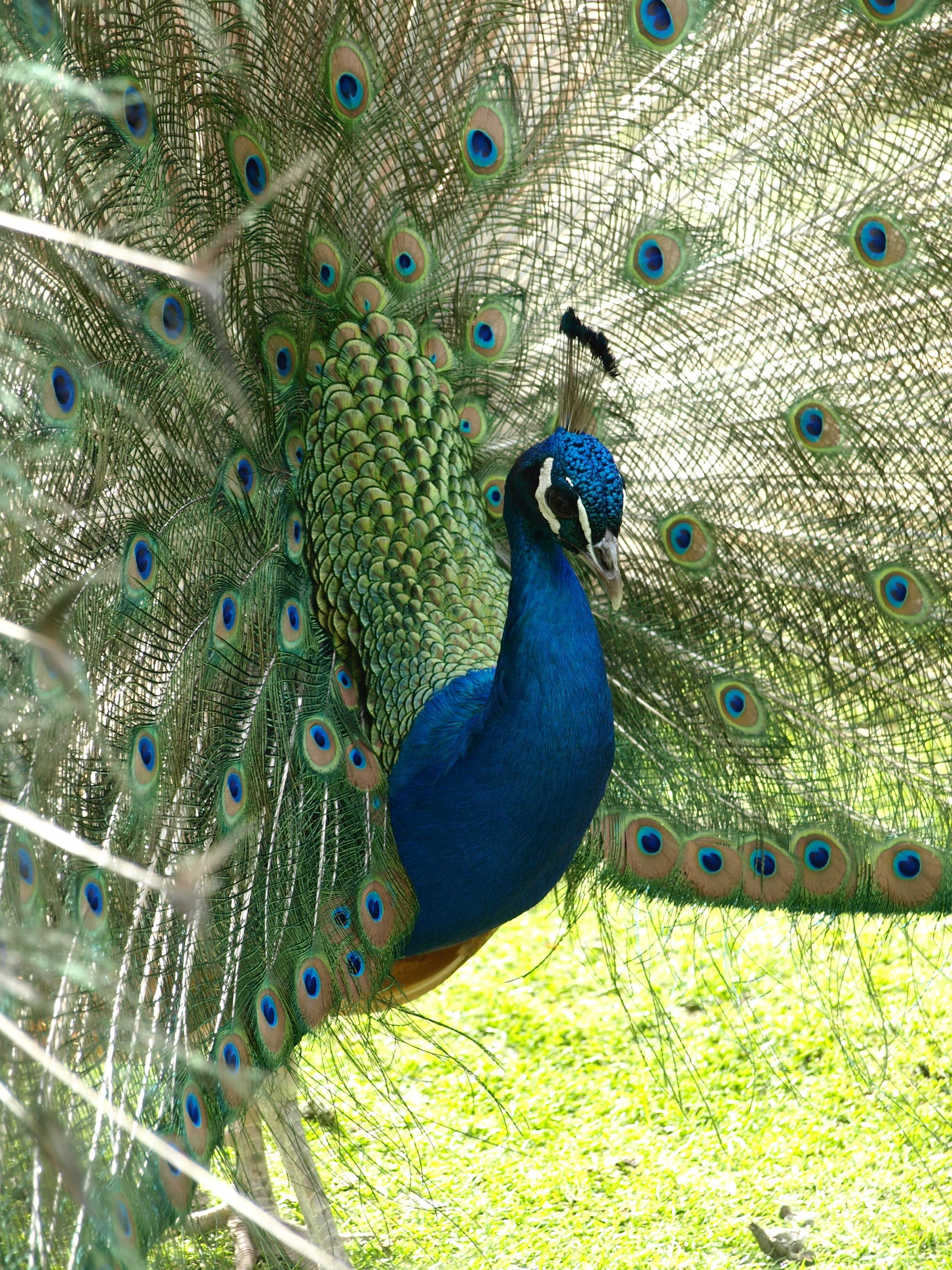 2K, beauty in nature, close-up, animals in the wild, vertebrate, fanned out, plant, blue, green color, animal wildlife, day, bird, pavo cristatus, peacock, Phone HD Wallpaper