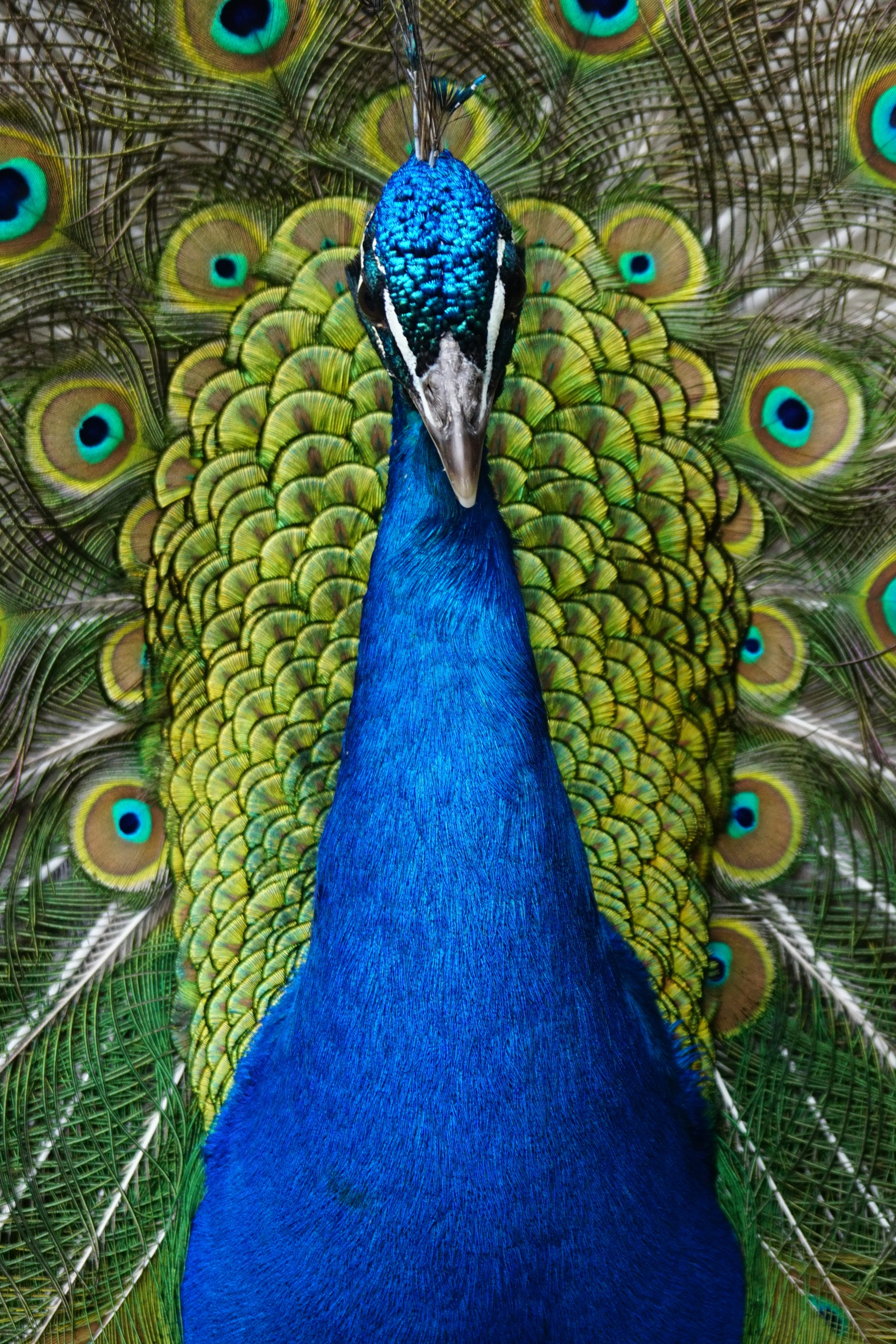 green, iridescent, 5K, feather, blue, day, pavo cristatus, animal wildlife, gorgeous, peacock, animals crest, animal head, outdoors, multi colored, one animal, Phone HD Wallpaper