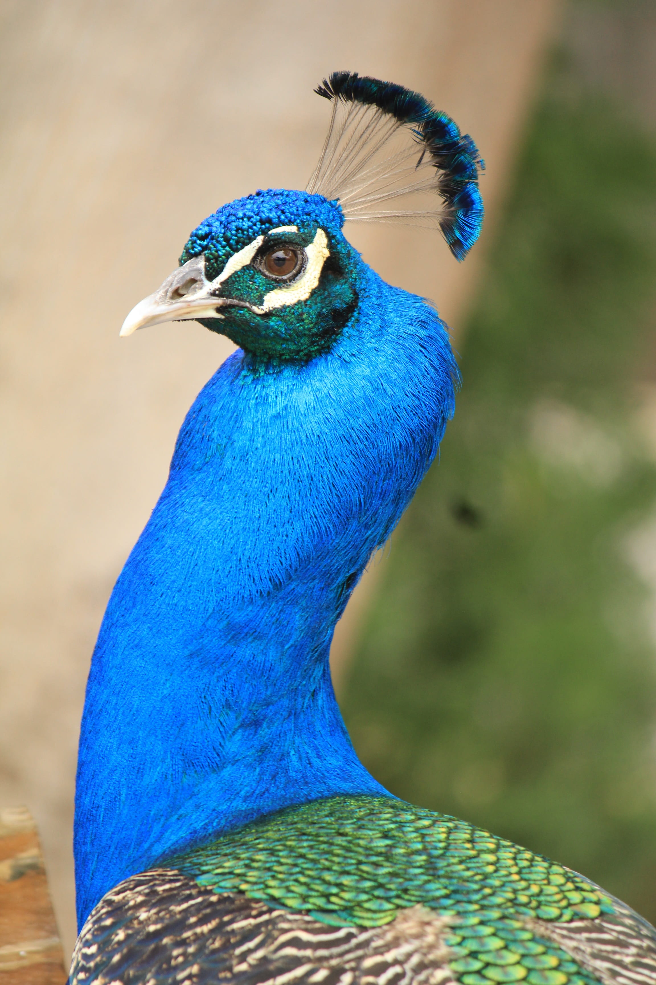 wings, fan, animal wildlife, animal themes, animals, beauty, animal body part, green, feather garden, bird, animals in the wild, one animal, ave, color, Phone HD Wallpaper