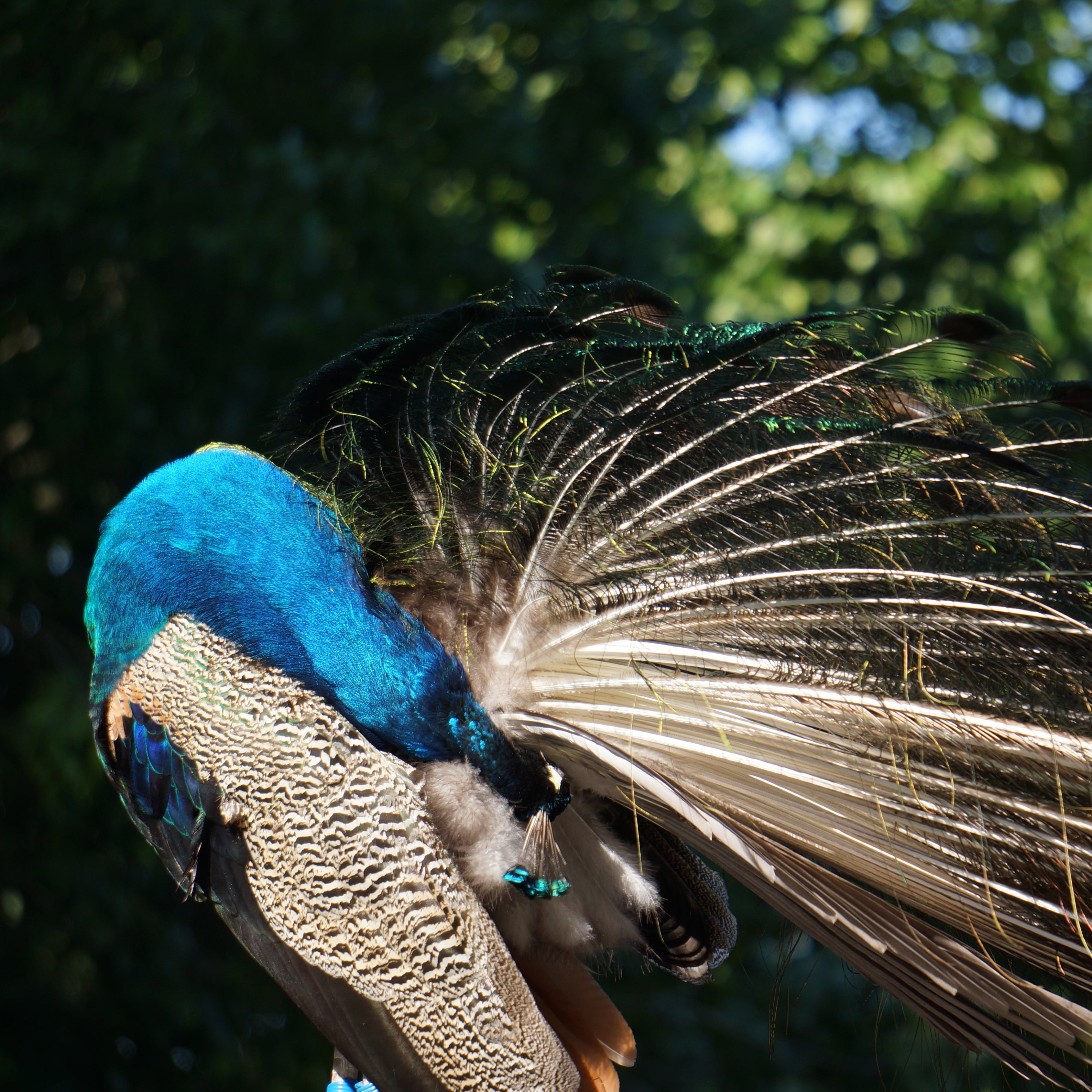 focus on foreground, close-up, feather, male, one animal, peacock, outdoors, bird, nature, human hand, hand, body part, one person, end of the tail below, Phone HD Wallpaper