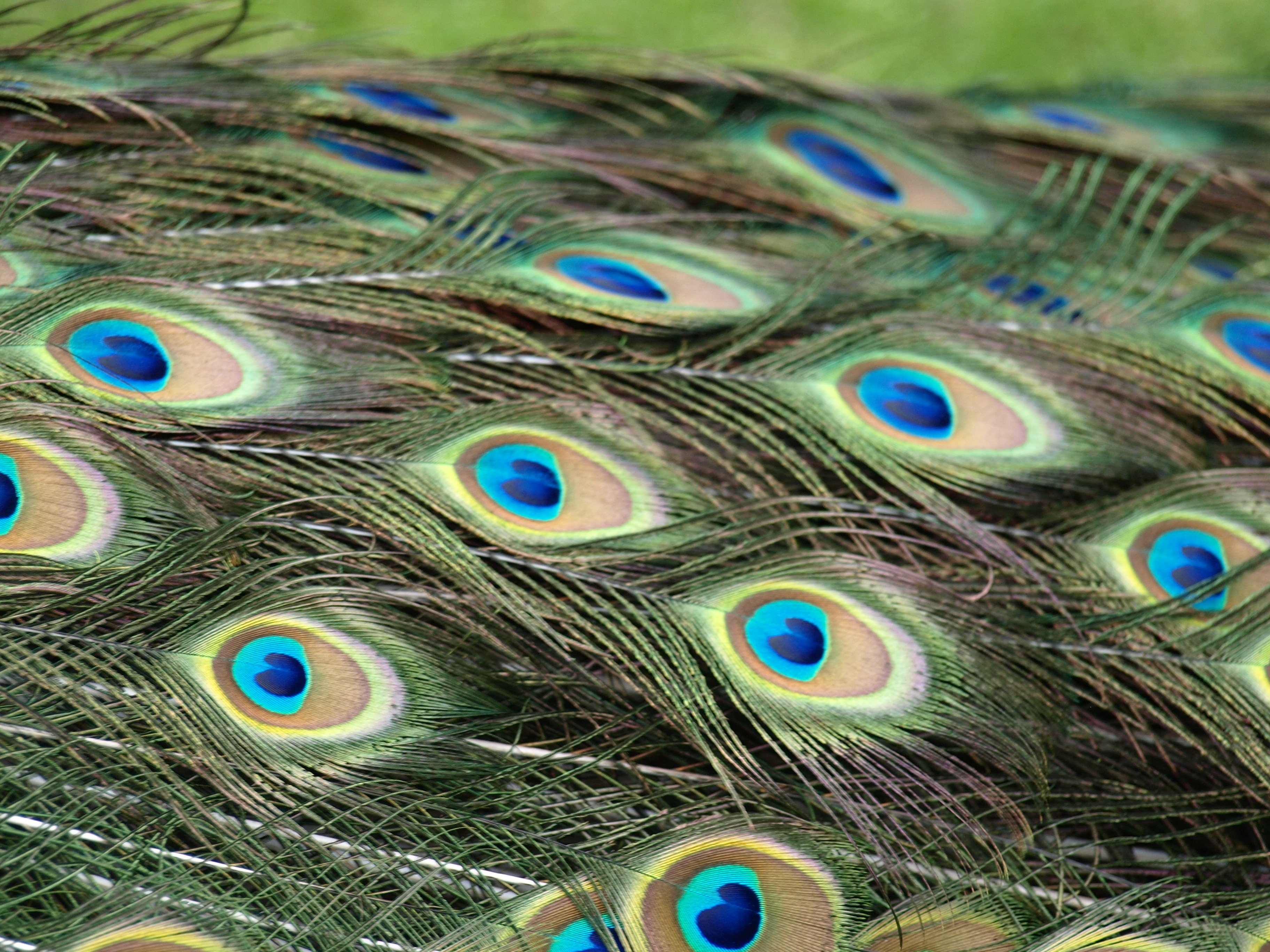 fanned out, beauty in nature, outdoors, animals in the wild, close-up, bird, 2K, vertebrate, animal themes, peacock feathers, animal neck, full frame, HD Wallpaper