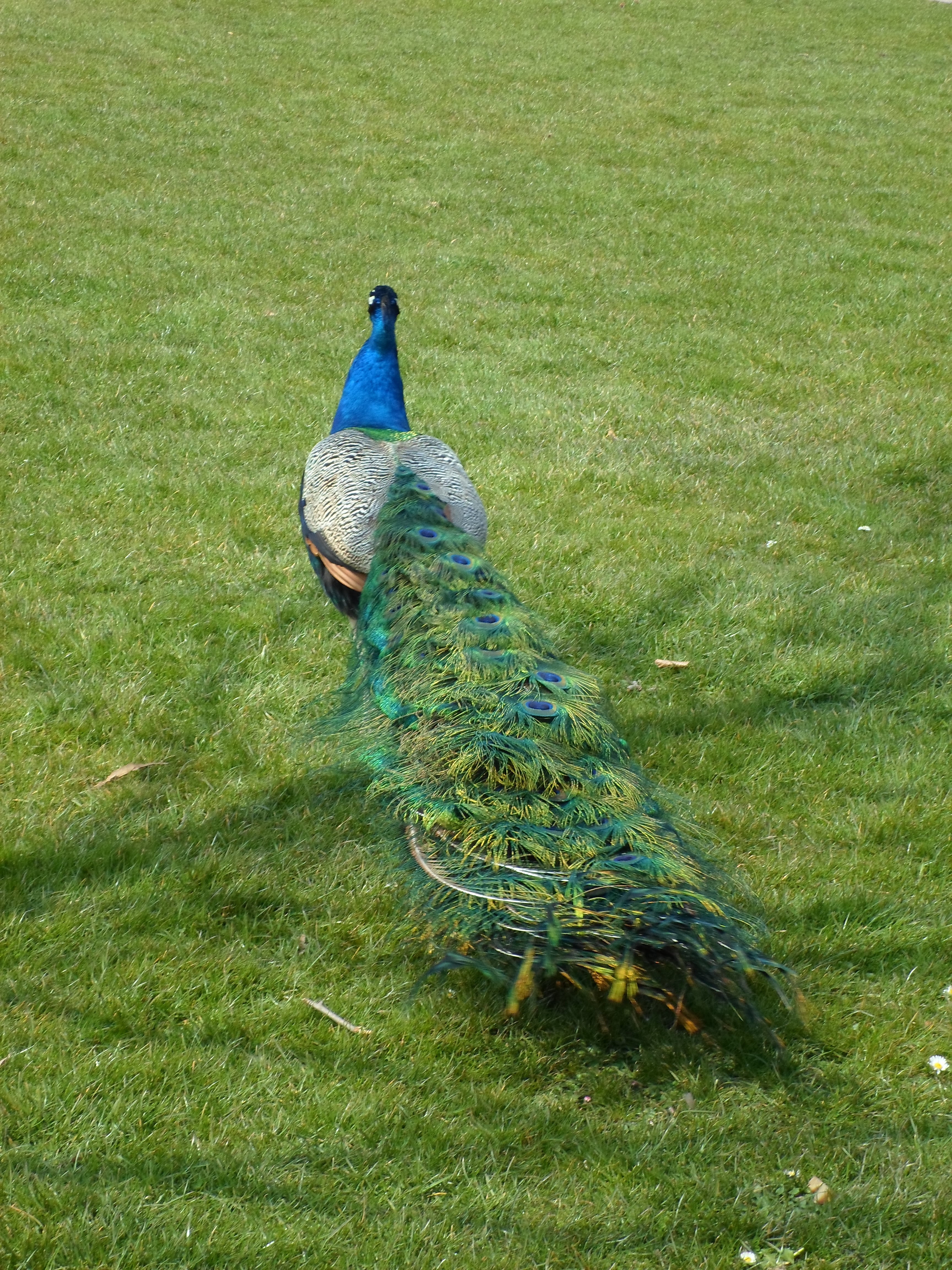 animal, field, animal wildlife, peacock, bird, day, feather, plant, land, no people, blue peacock, 4K, vertebrate, nature, outdoors, green color, animal themes, Phone HD Wallpaper