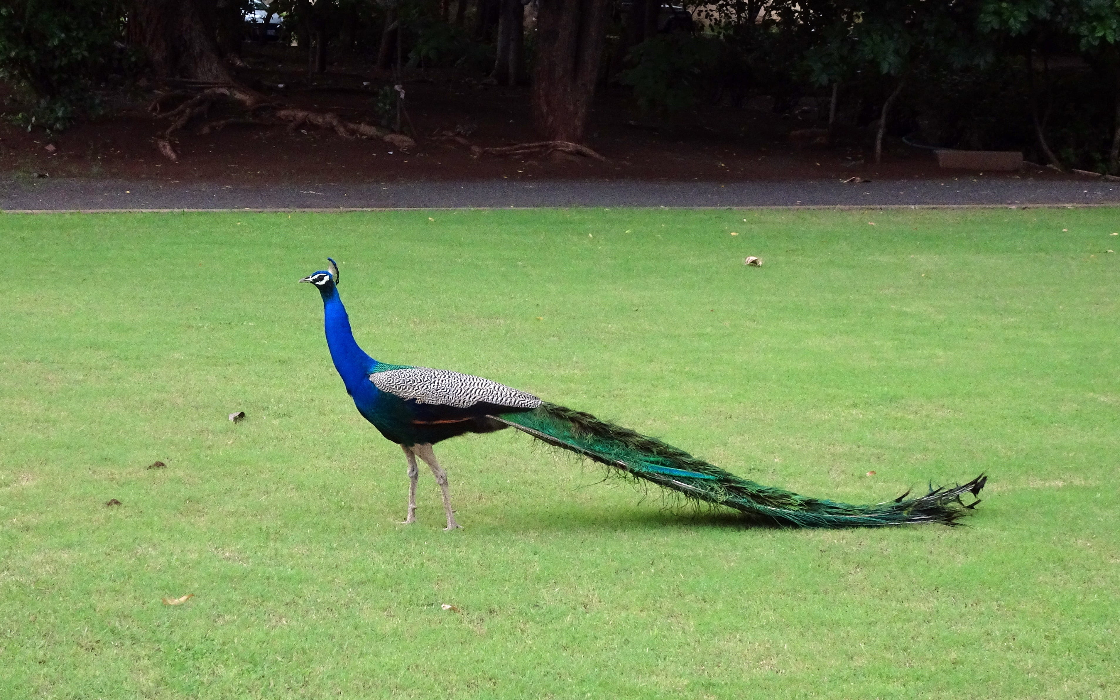 plumage, tail, blue, phasianinae, animal wildlife, land, animals in the wild, side view, green color, green, one animal, vertebrate, tree, nature, elegant, HD Wallpaper